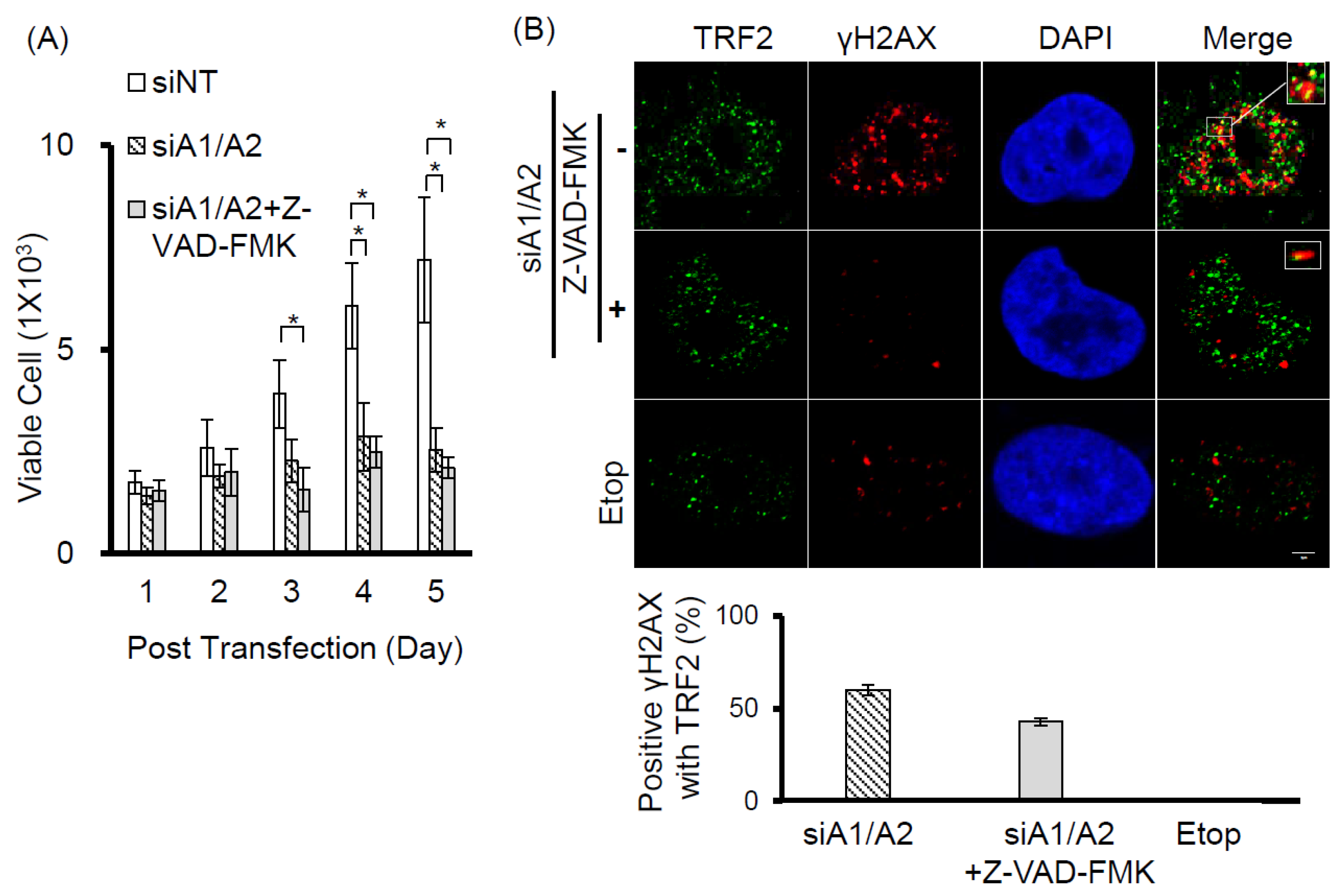 Cancers 11 00334 g004