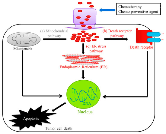 Chemotherapy Resistance Explained through Endoplasmic Chemotherapy Resistance Explained through Endoplasmic