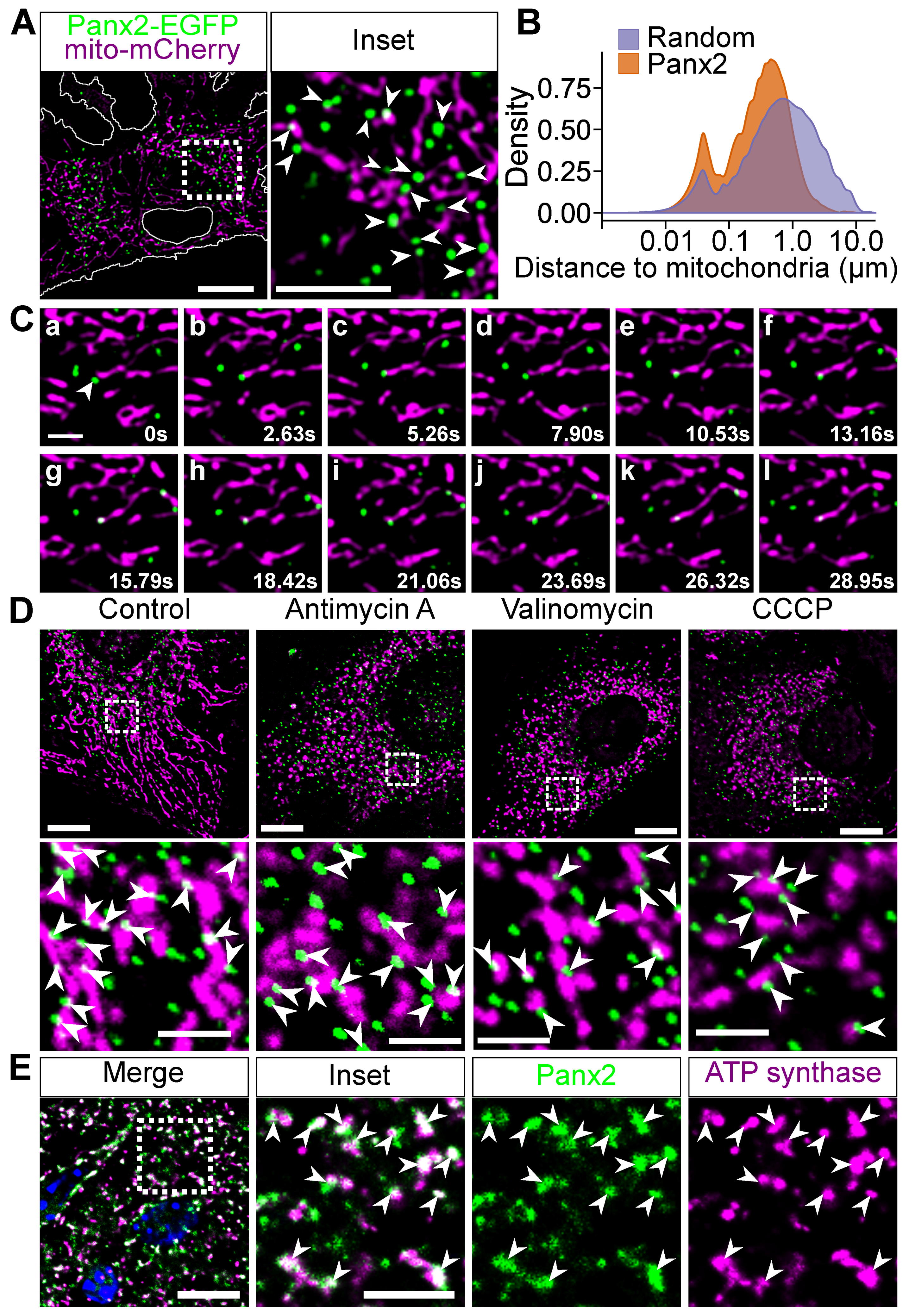 Cancers 11 00343 g002 Cancers 11 00343 g002