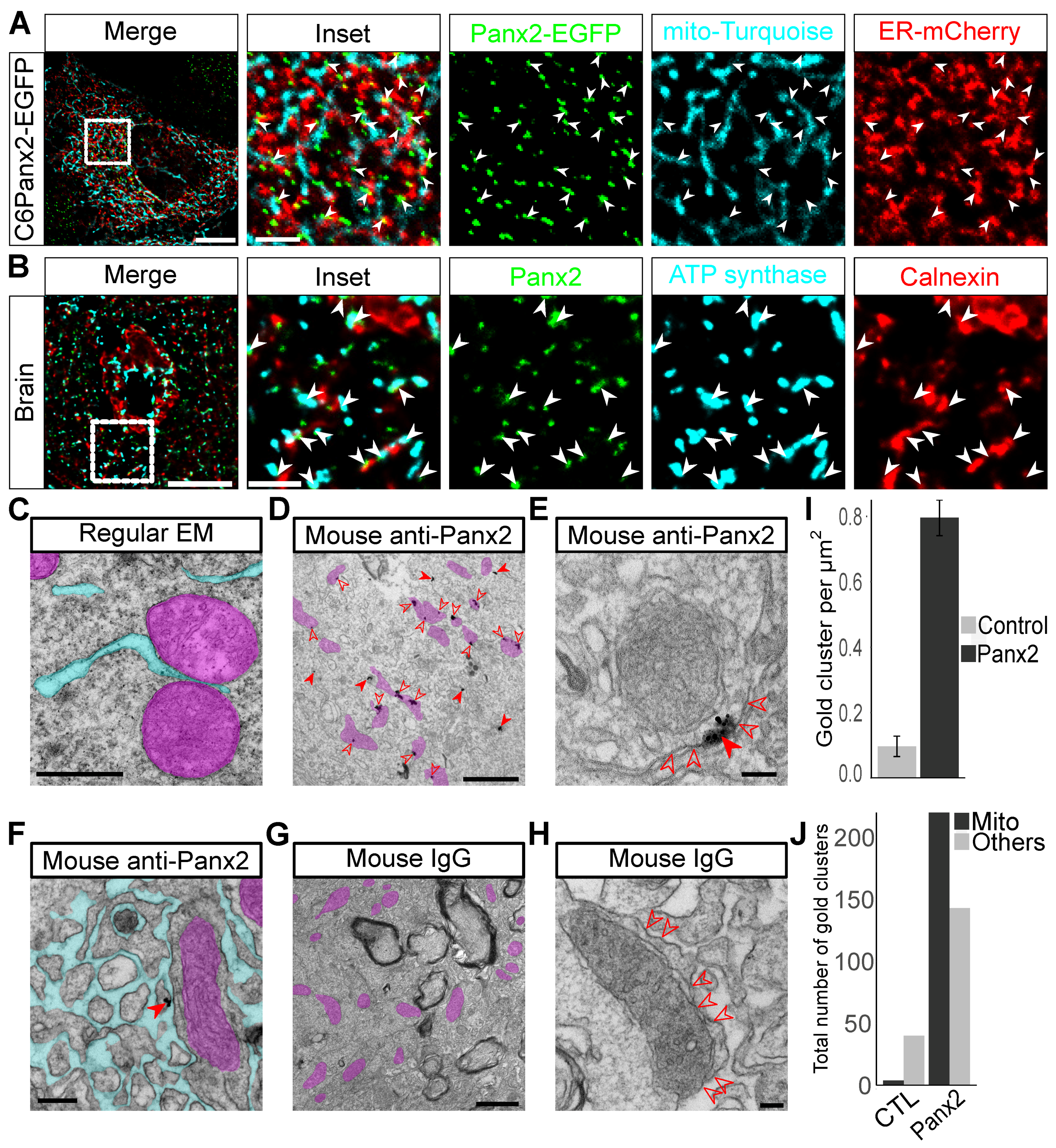 Cancers 11 00343 g003 Cancers 11 00343 g003