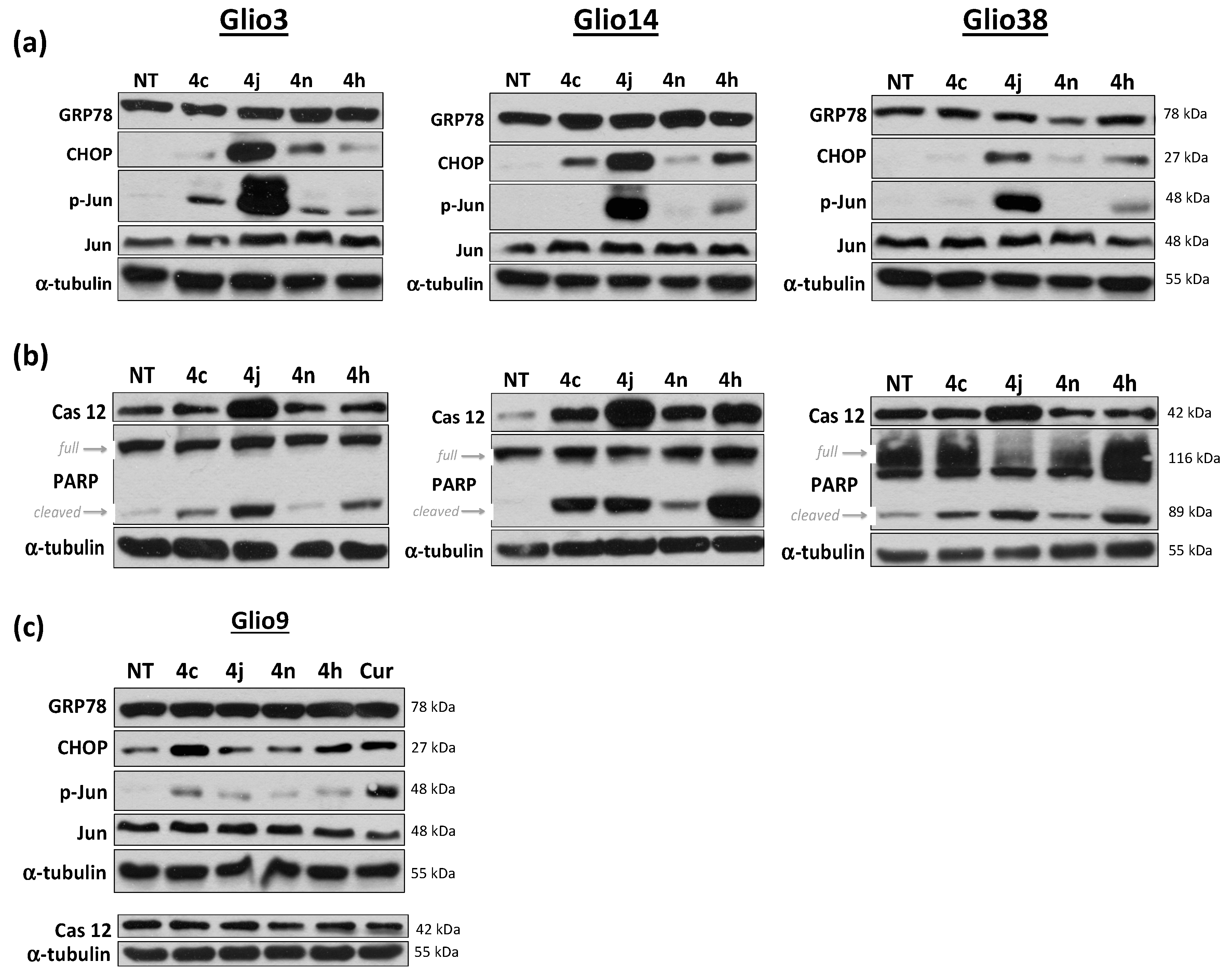 Cancers 11 00357 g007