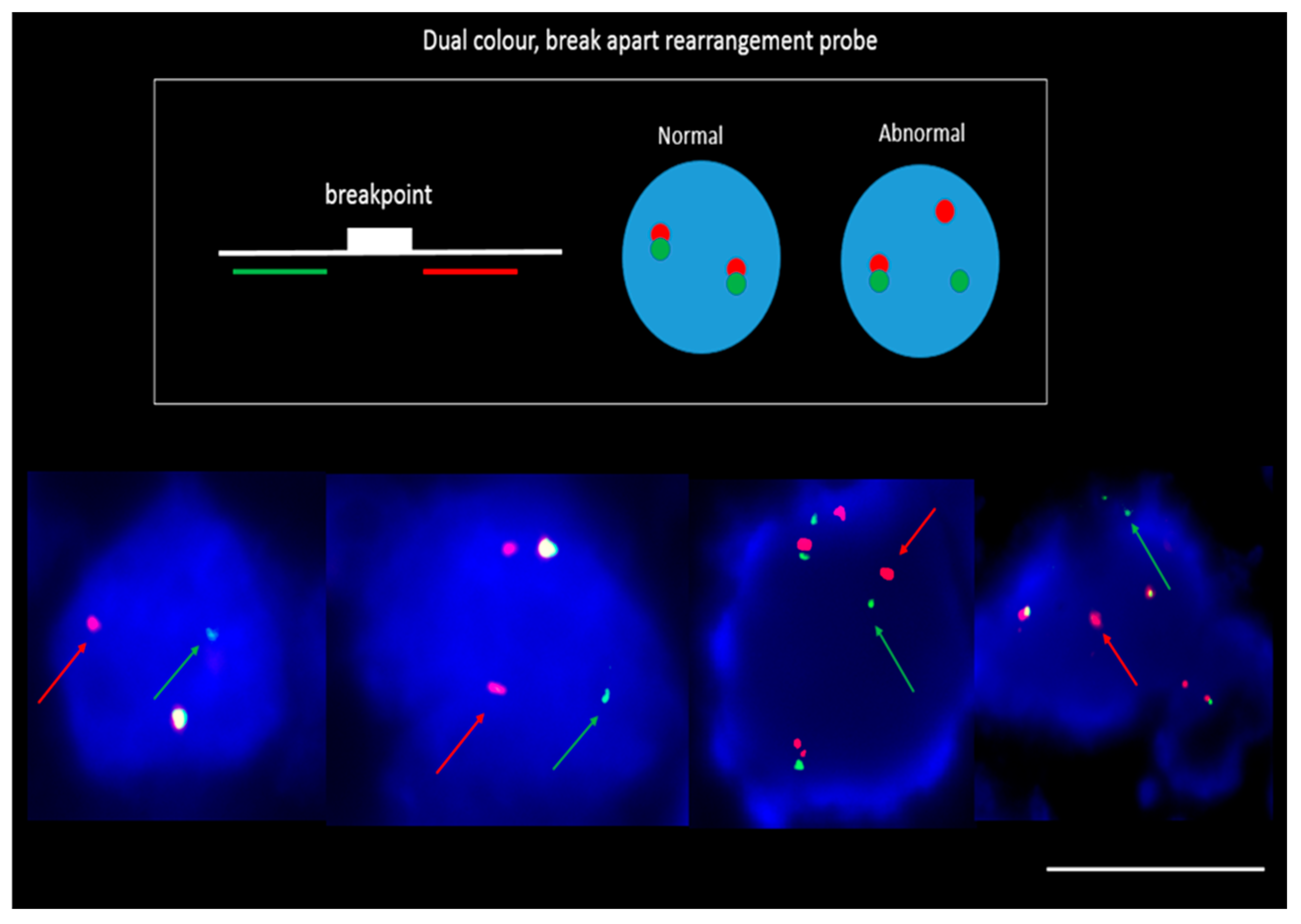 Cancers 11 00380 g006 550