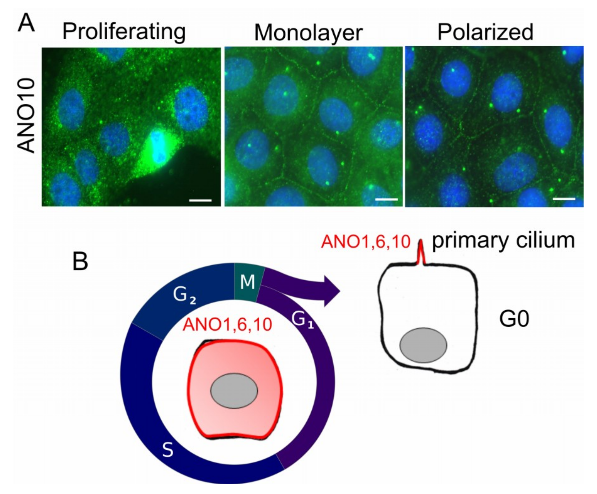 cancers free full text contribution of anoctamins to cell survival and cell death html
