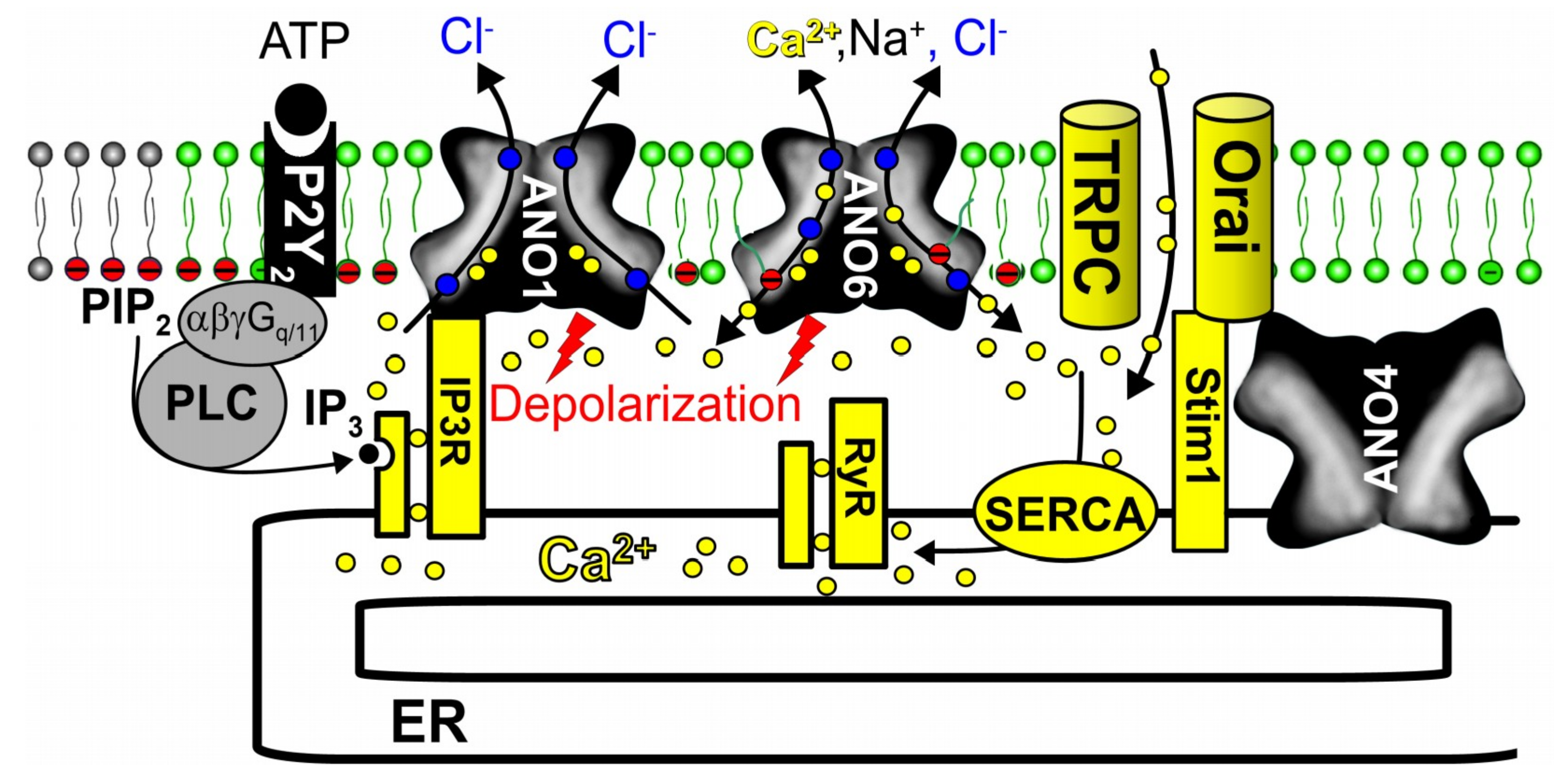 Cancers Free Full Text Contribution Of Anoctamins To Cell