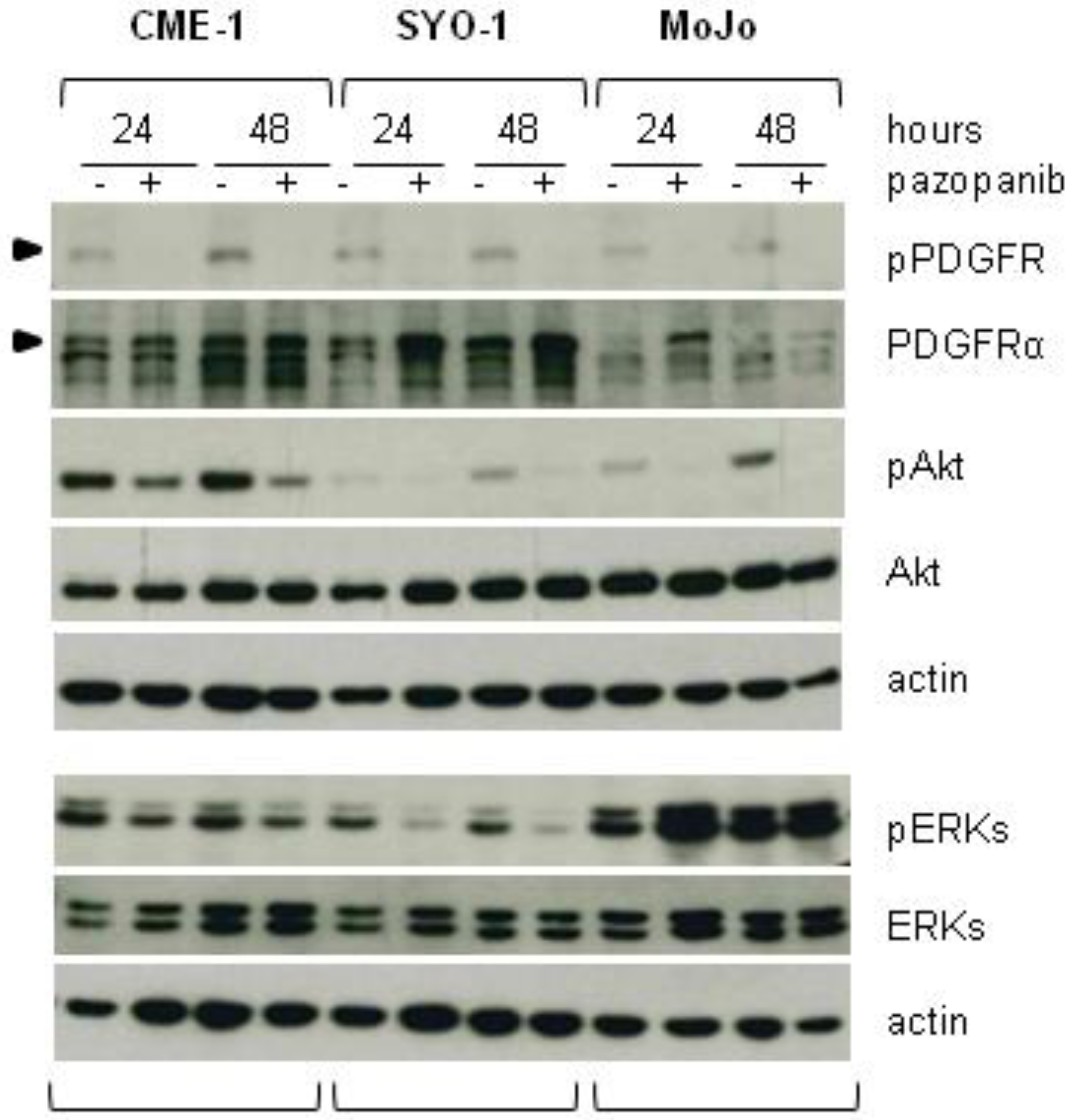 Cancers 11 00408 g002 Cancers 11 00408 g002