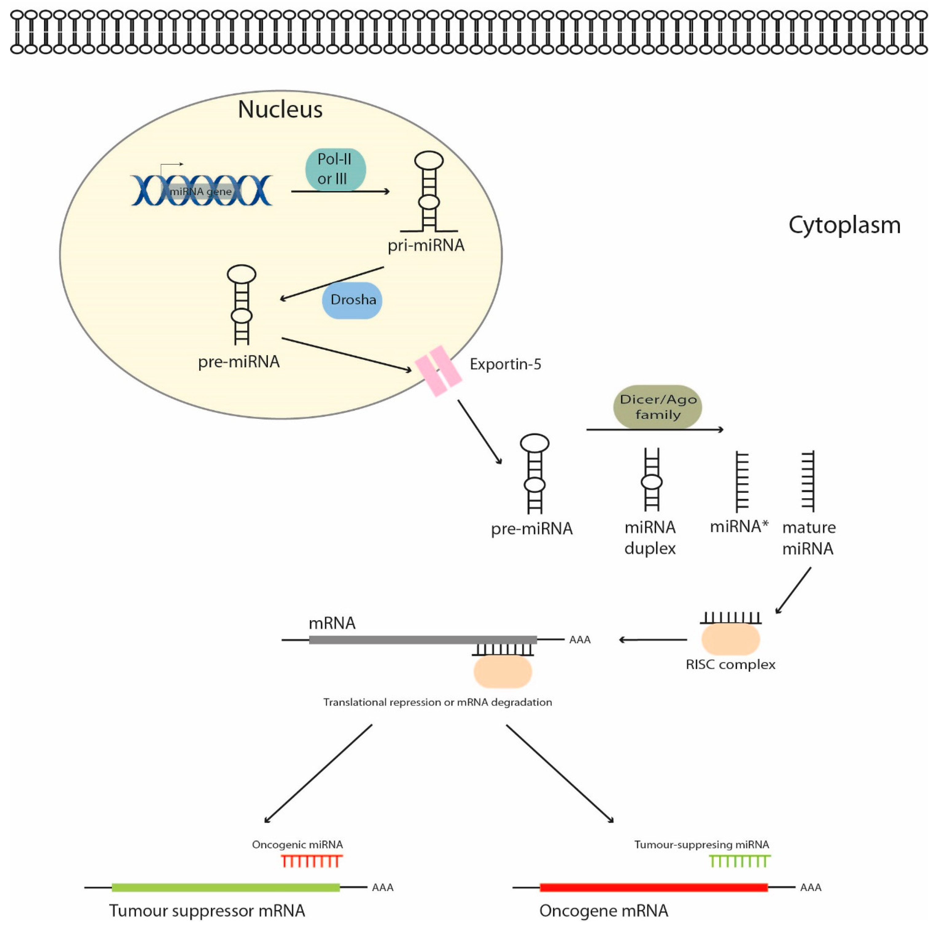Cancers 11 00409 g001 Cancers 11 00409 g001