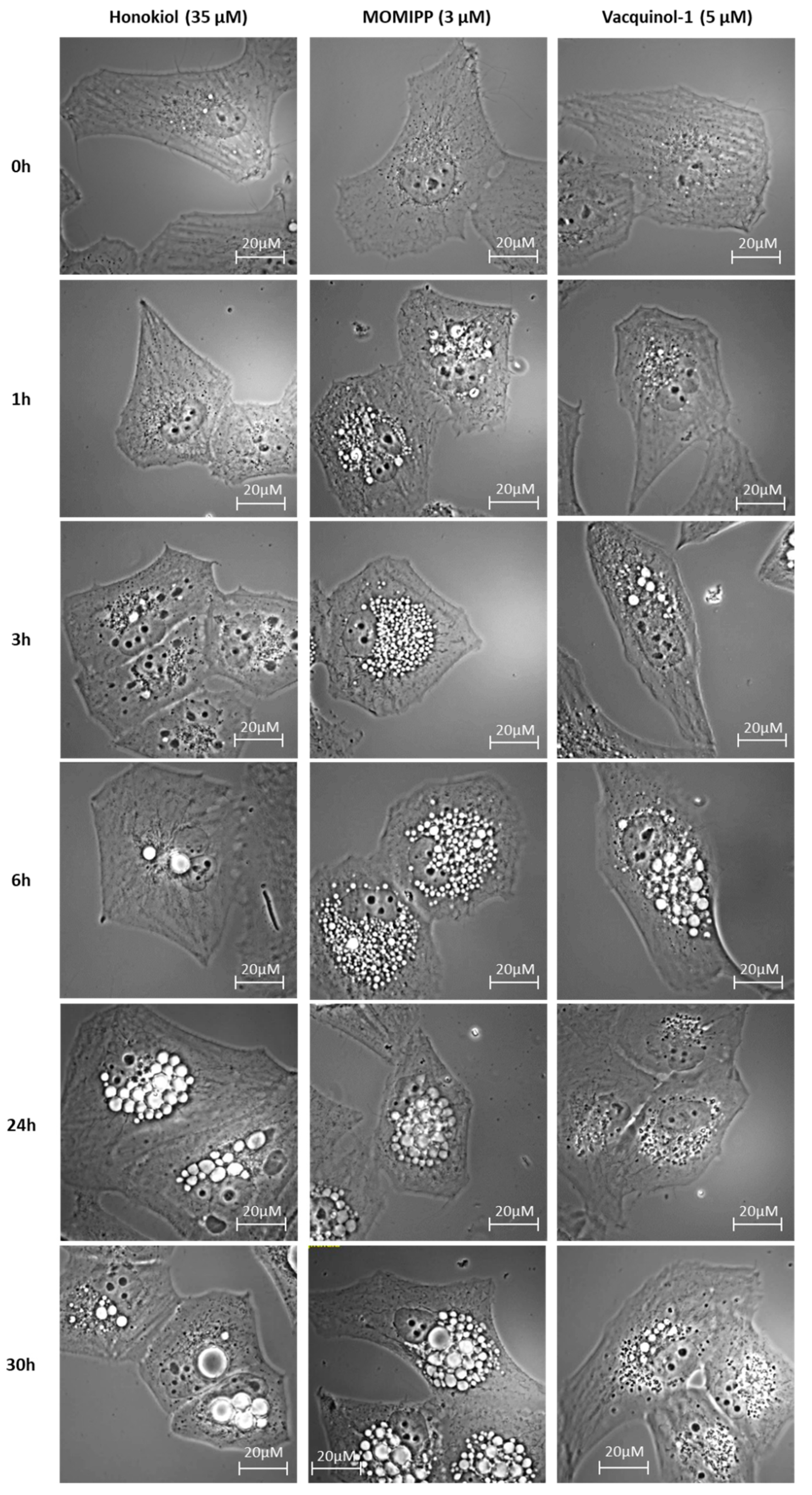 Cancers 11 00411 g005 550