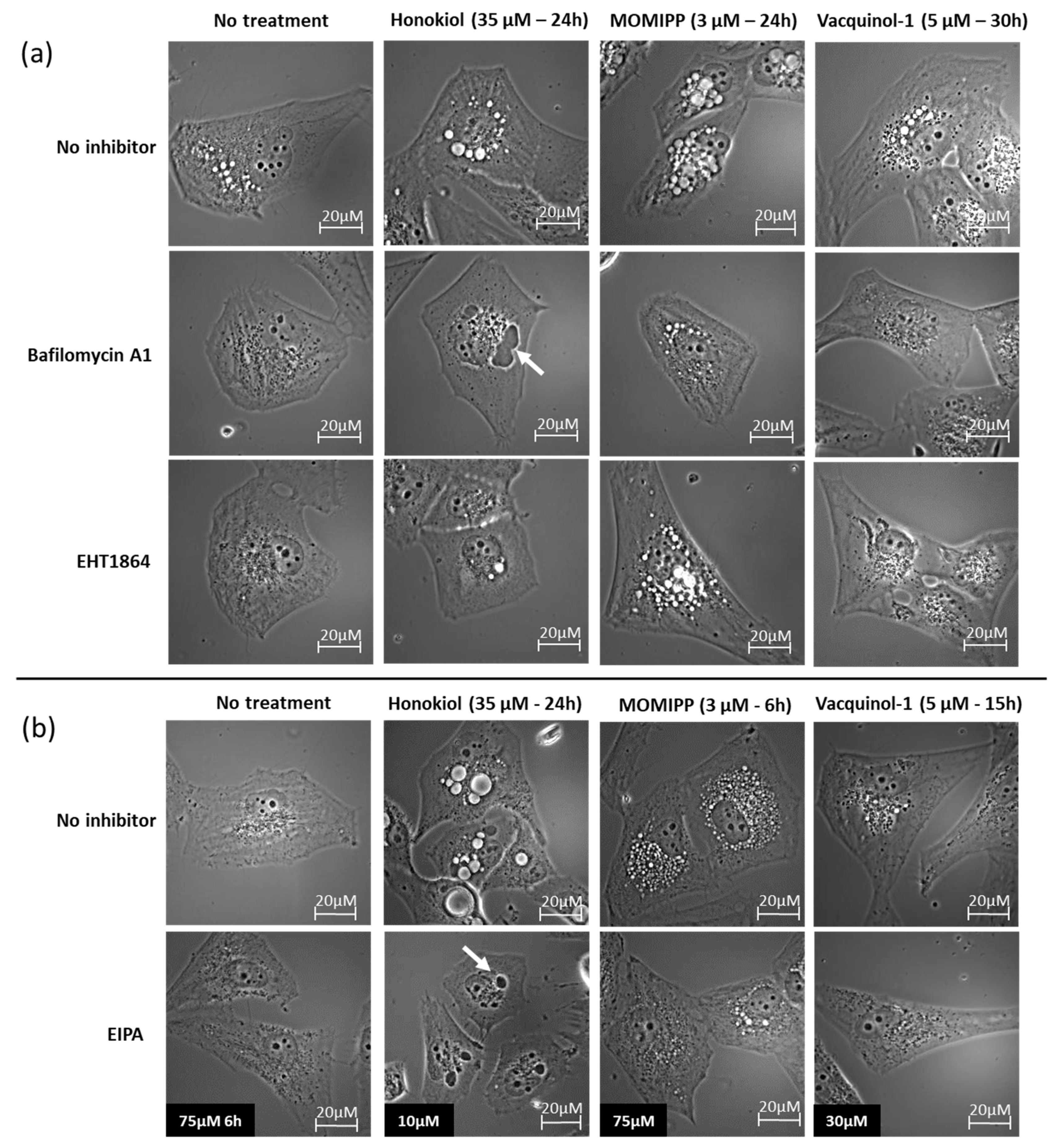 Cancers 11 00411 g006 550
