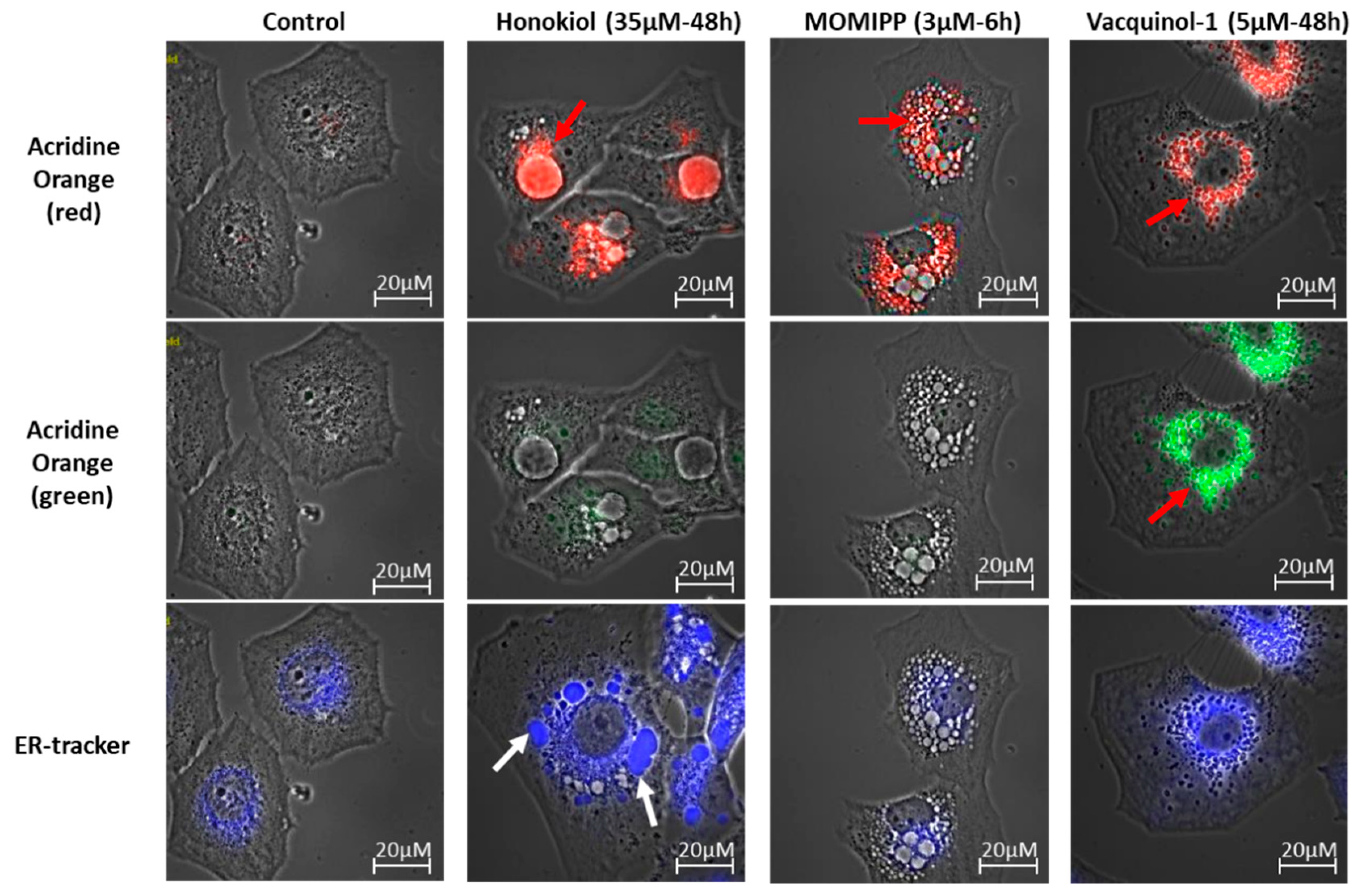 Cancers 11 00411 g008 550