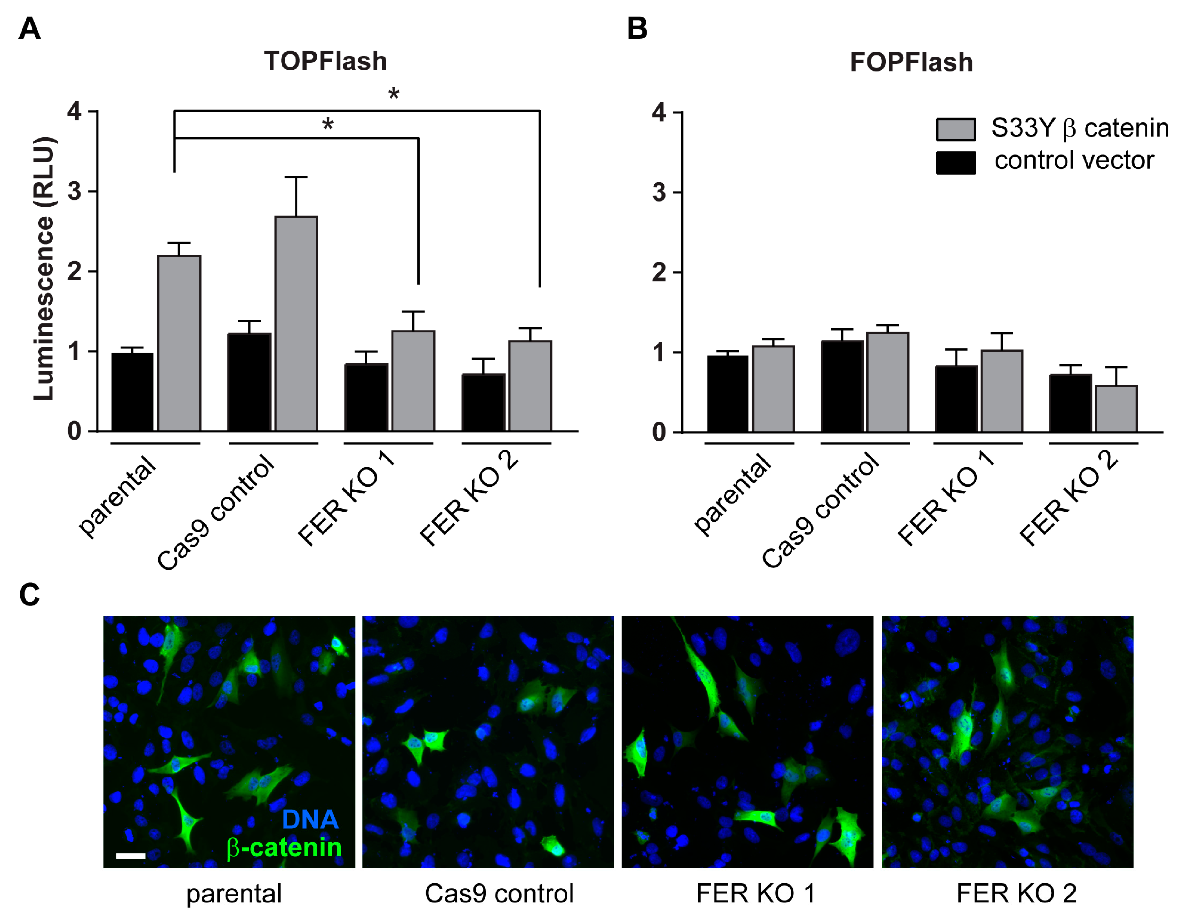 Cancers 11 00419 g004 Cancers 11 00419 g004