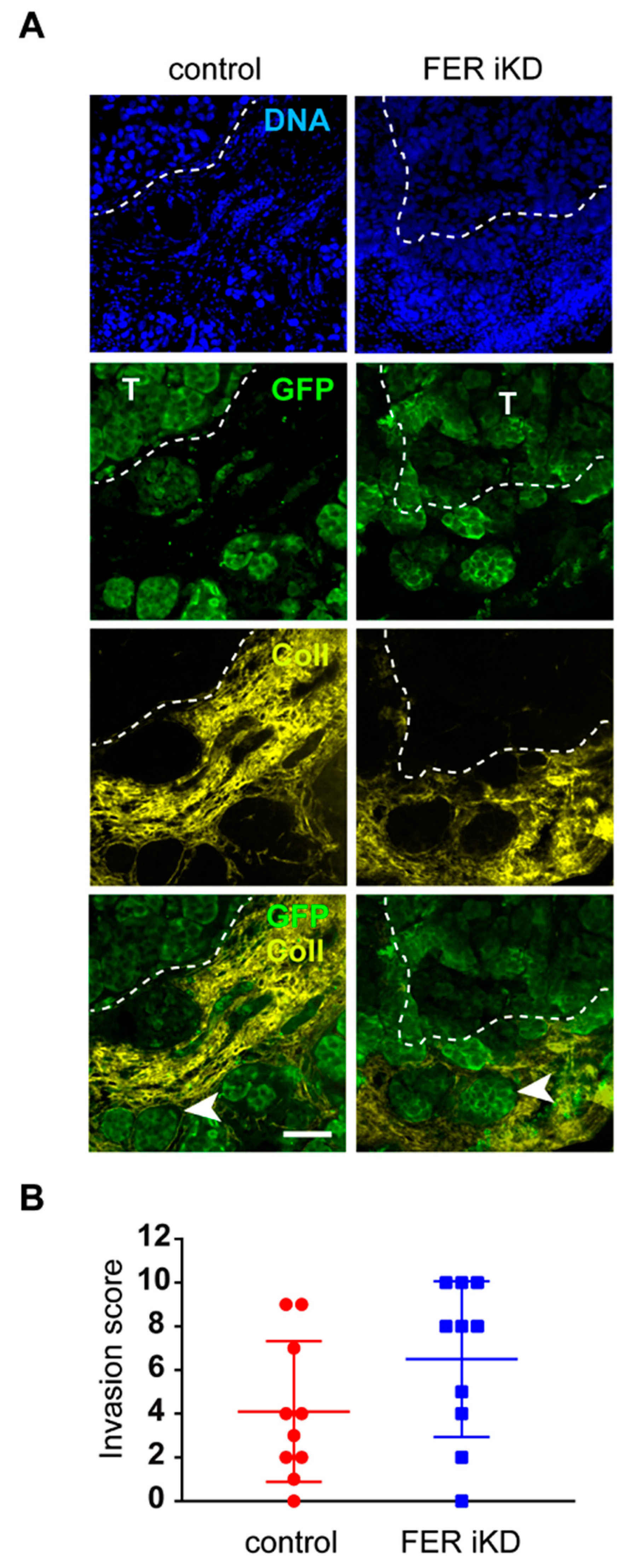 Cancers 11 00419 g005 Cancers 11 00419 g005