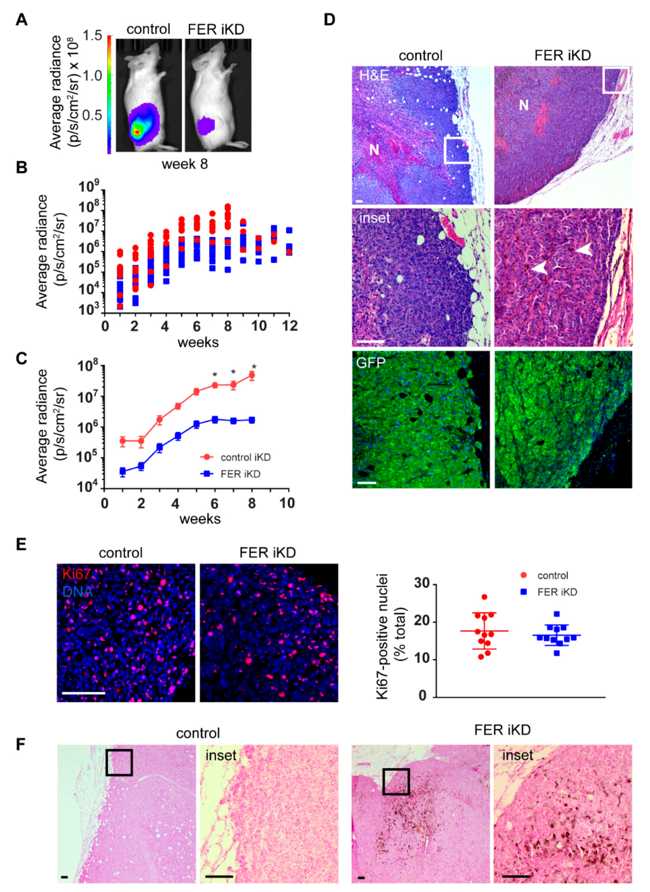 Cancers 11 00419 g006 Cancers 11 00419 g006