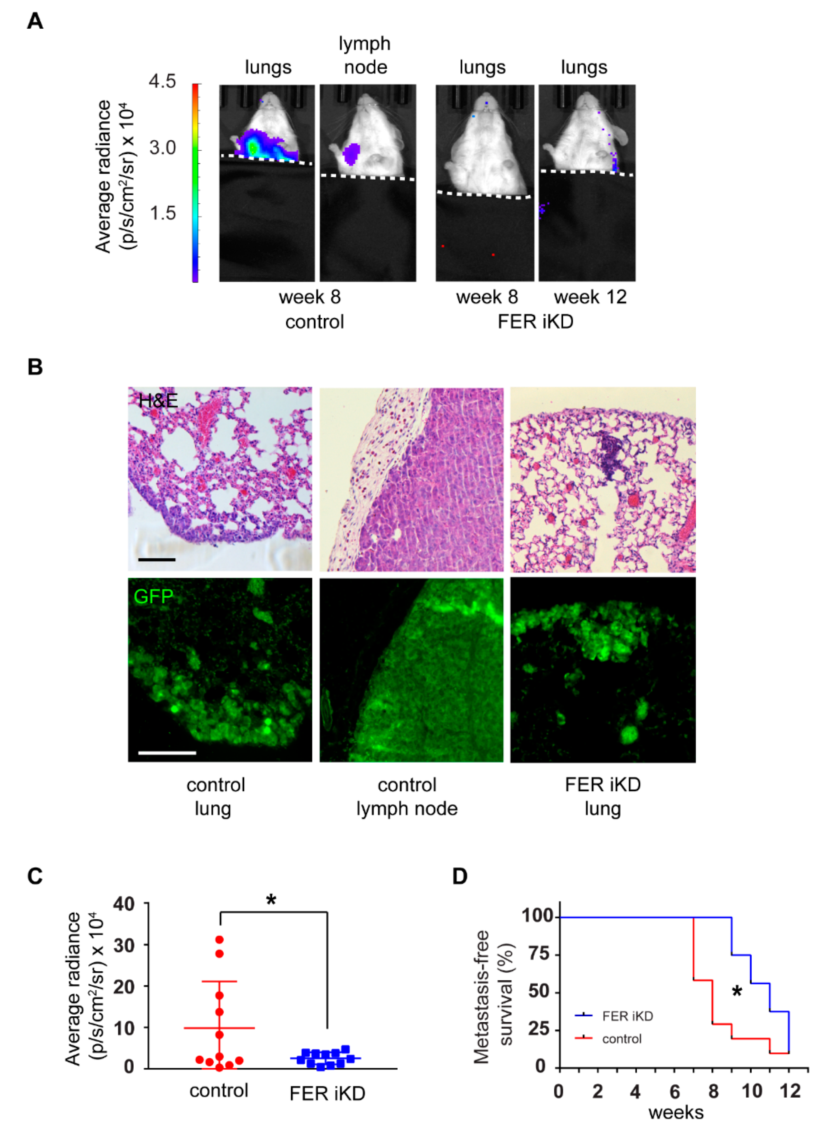 Cancers 11 00419 g007 Cancers 11 00419 g007