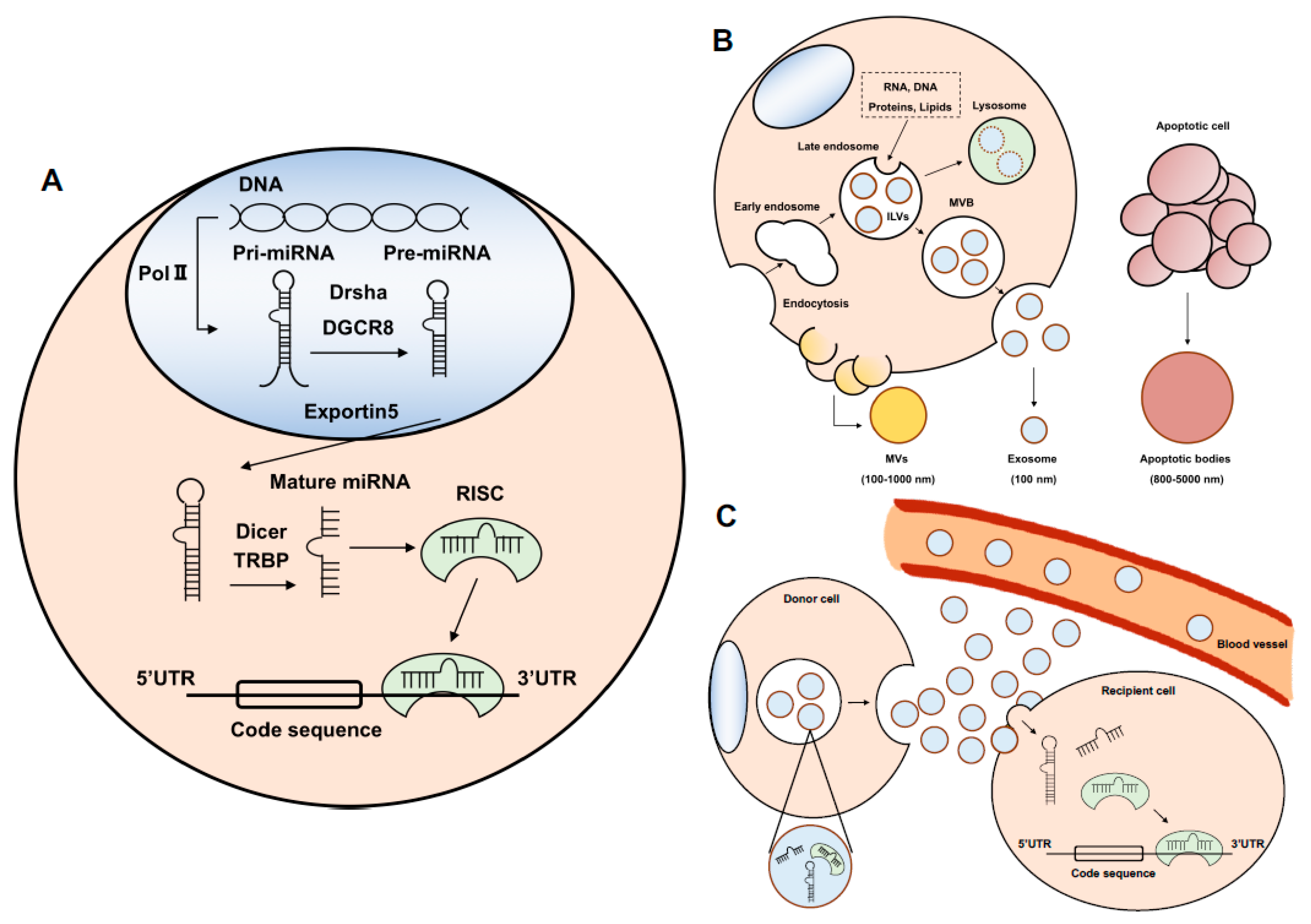 Cancers Free Full Text An Insight Into The Roles Of Micrornas And