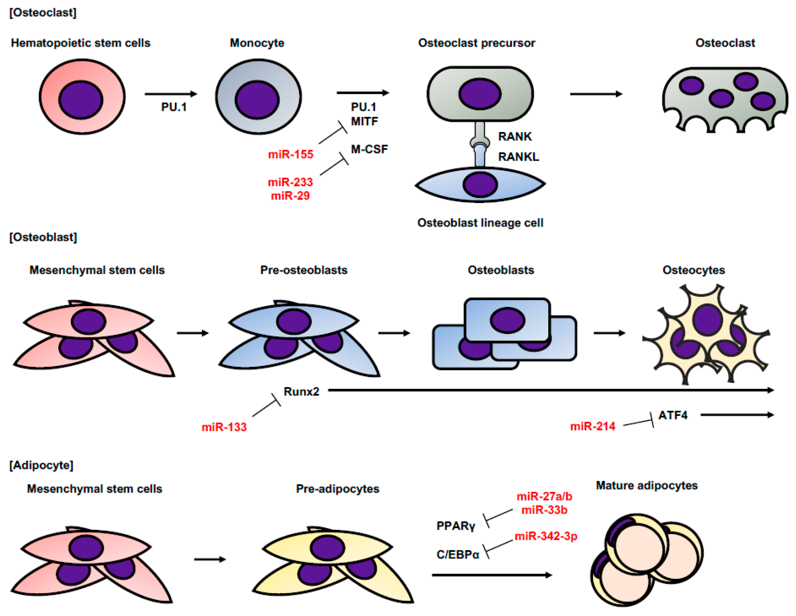 Cancers 11 00428 g002 Cancers 11 00428 g002