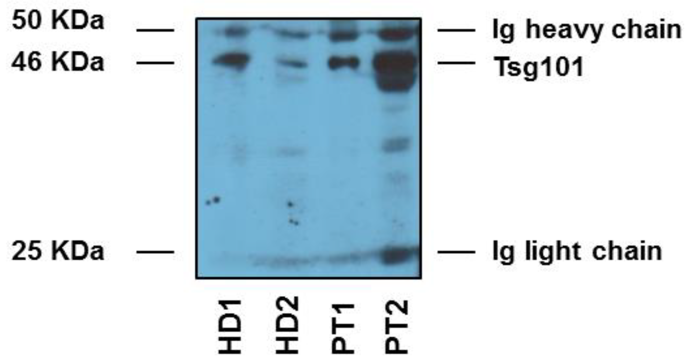 Cancers 11 00429 g001 Cancers 11 00429 g001