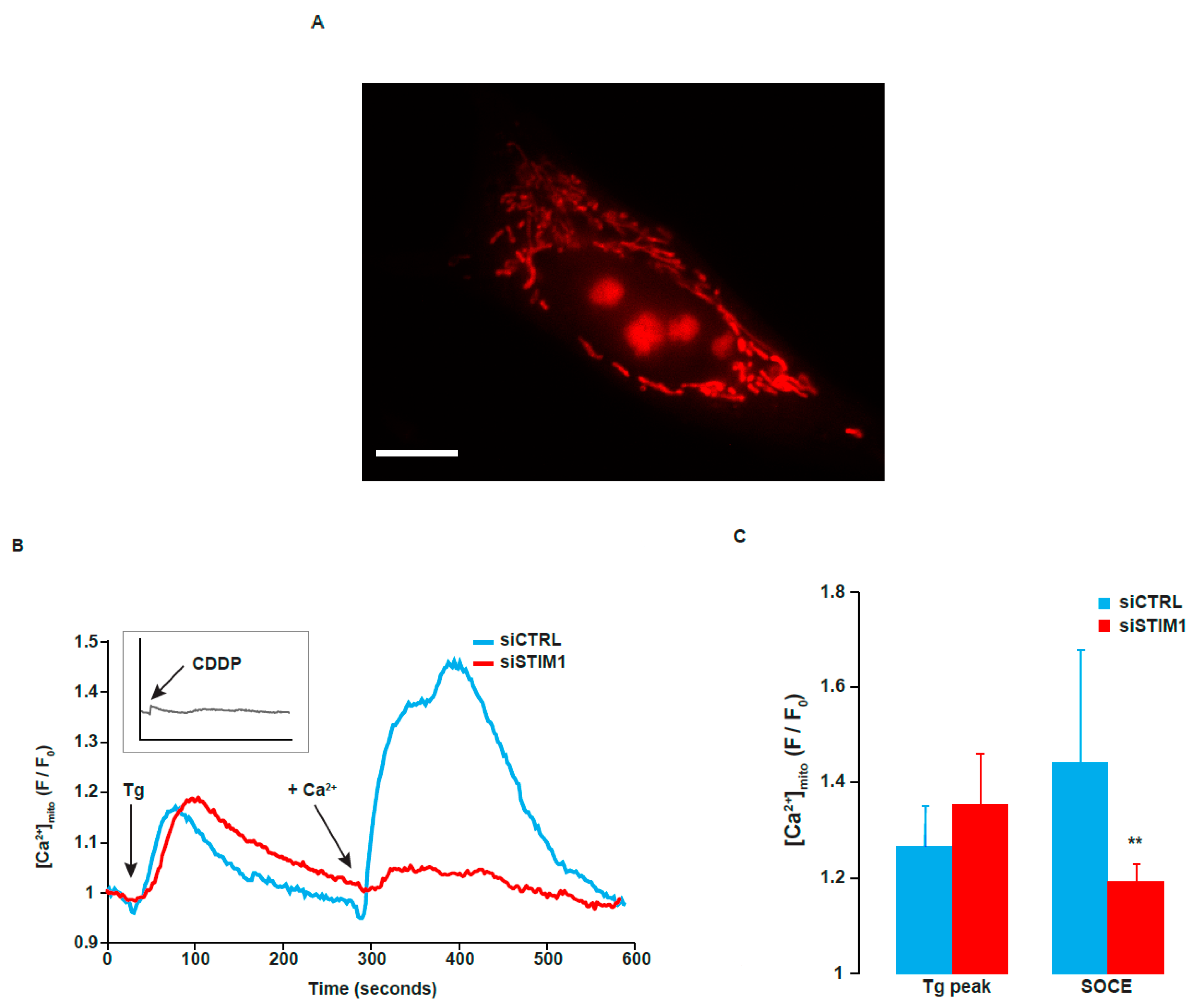 Cancers 11 00430 g008 Cancers 11 00430 g008