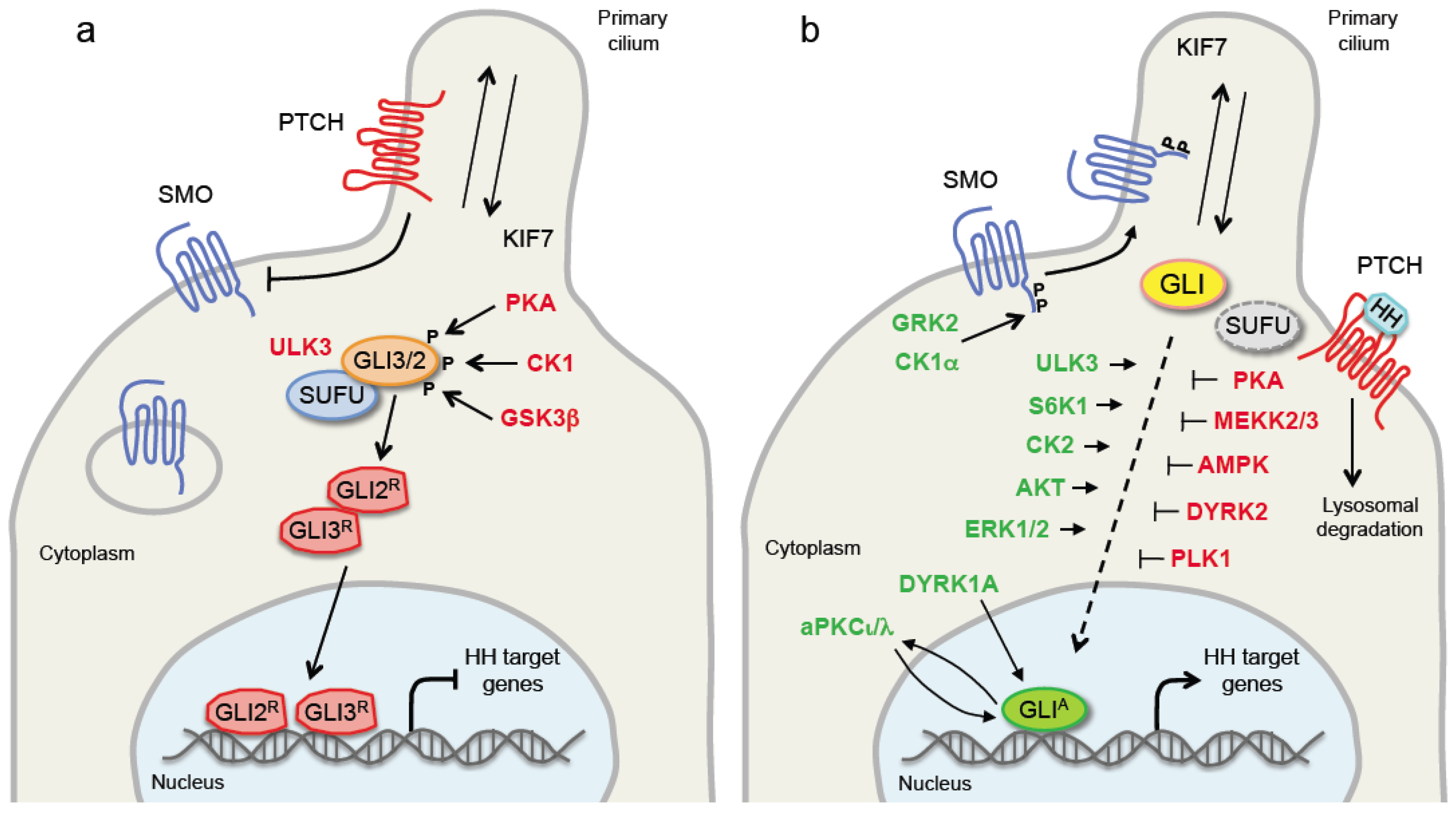 Cancers 11 00449 g001 550