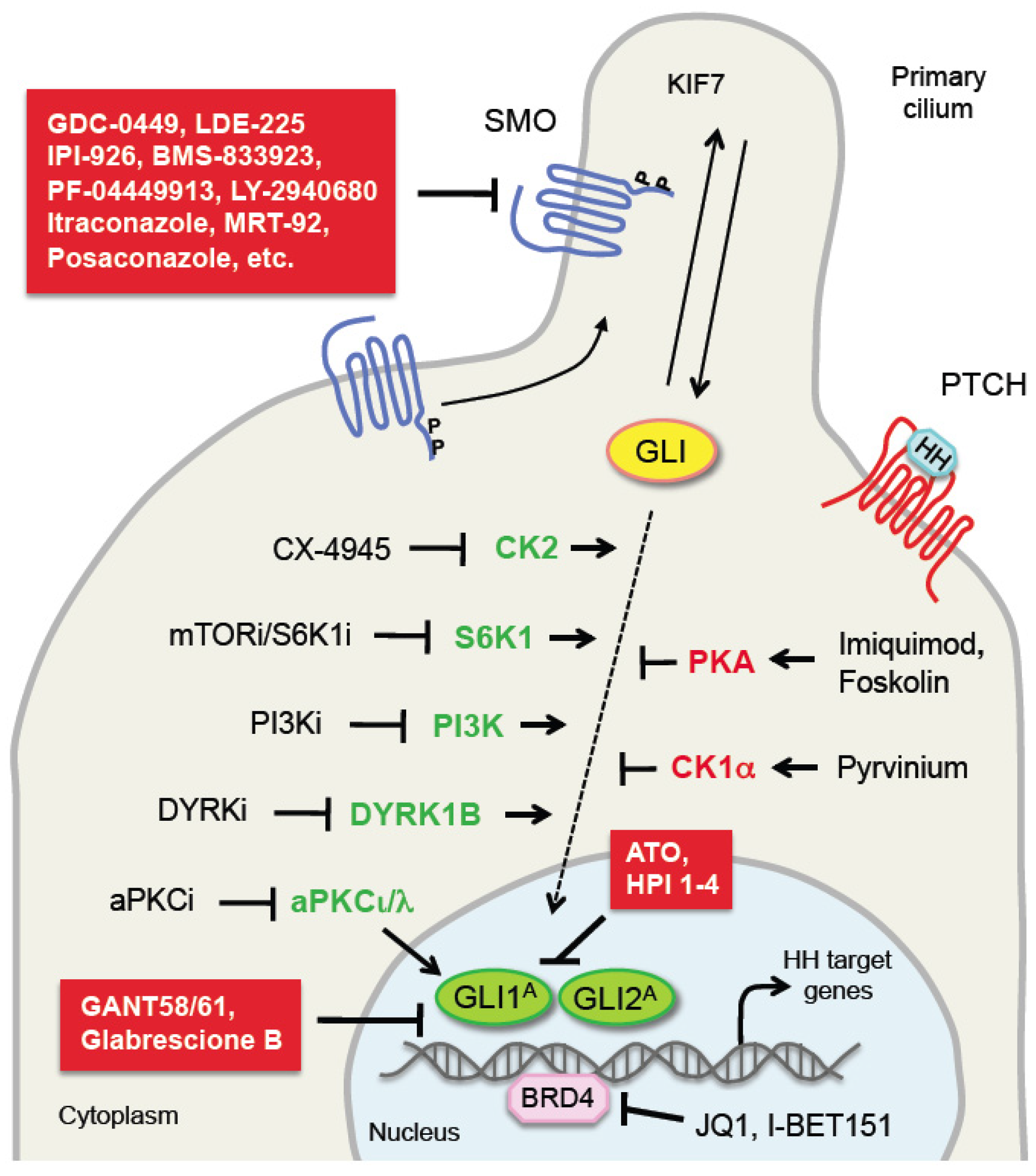 Cancers 11 00449 g002 550