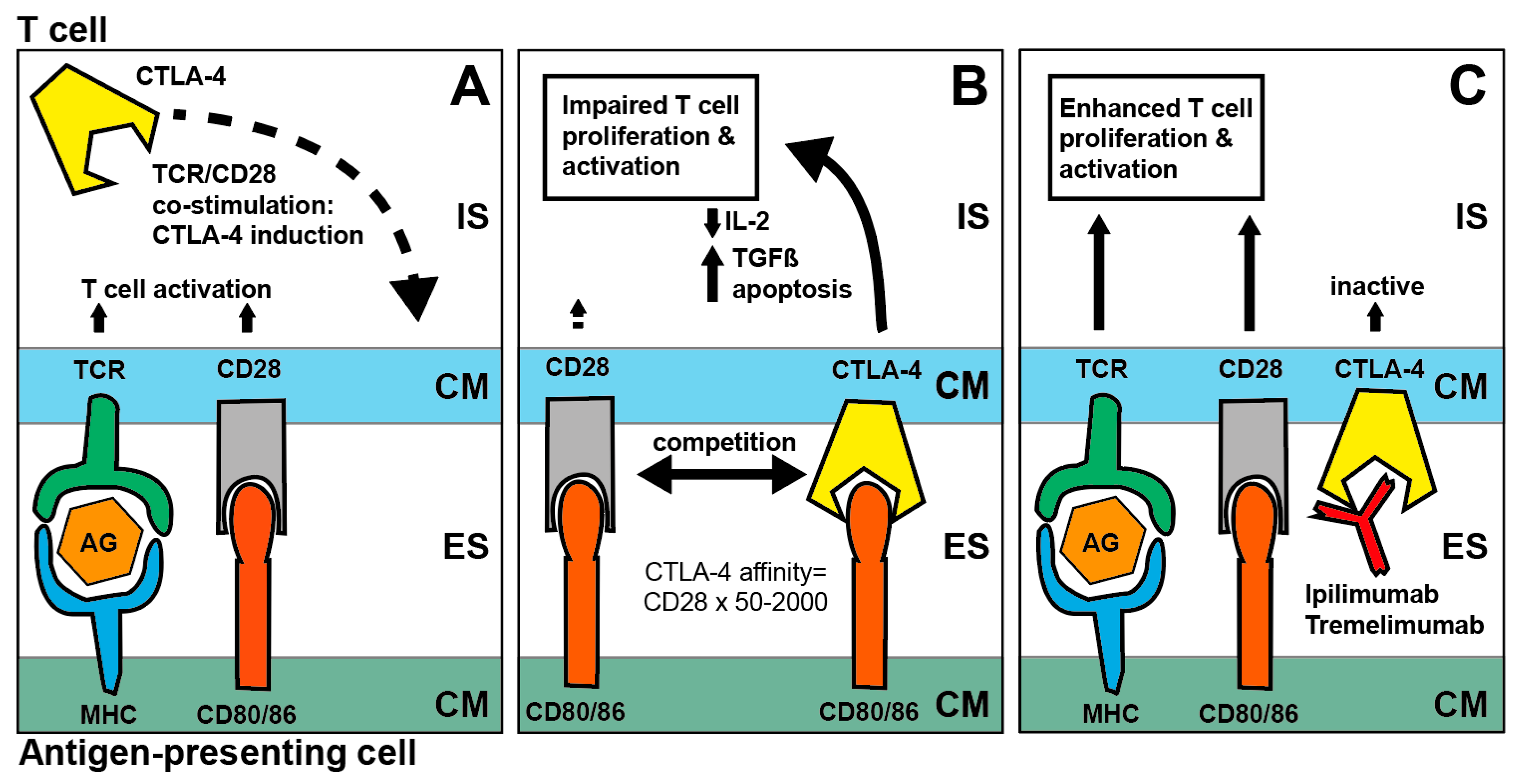Cancers 11 00472 g002 550
