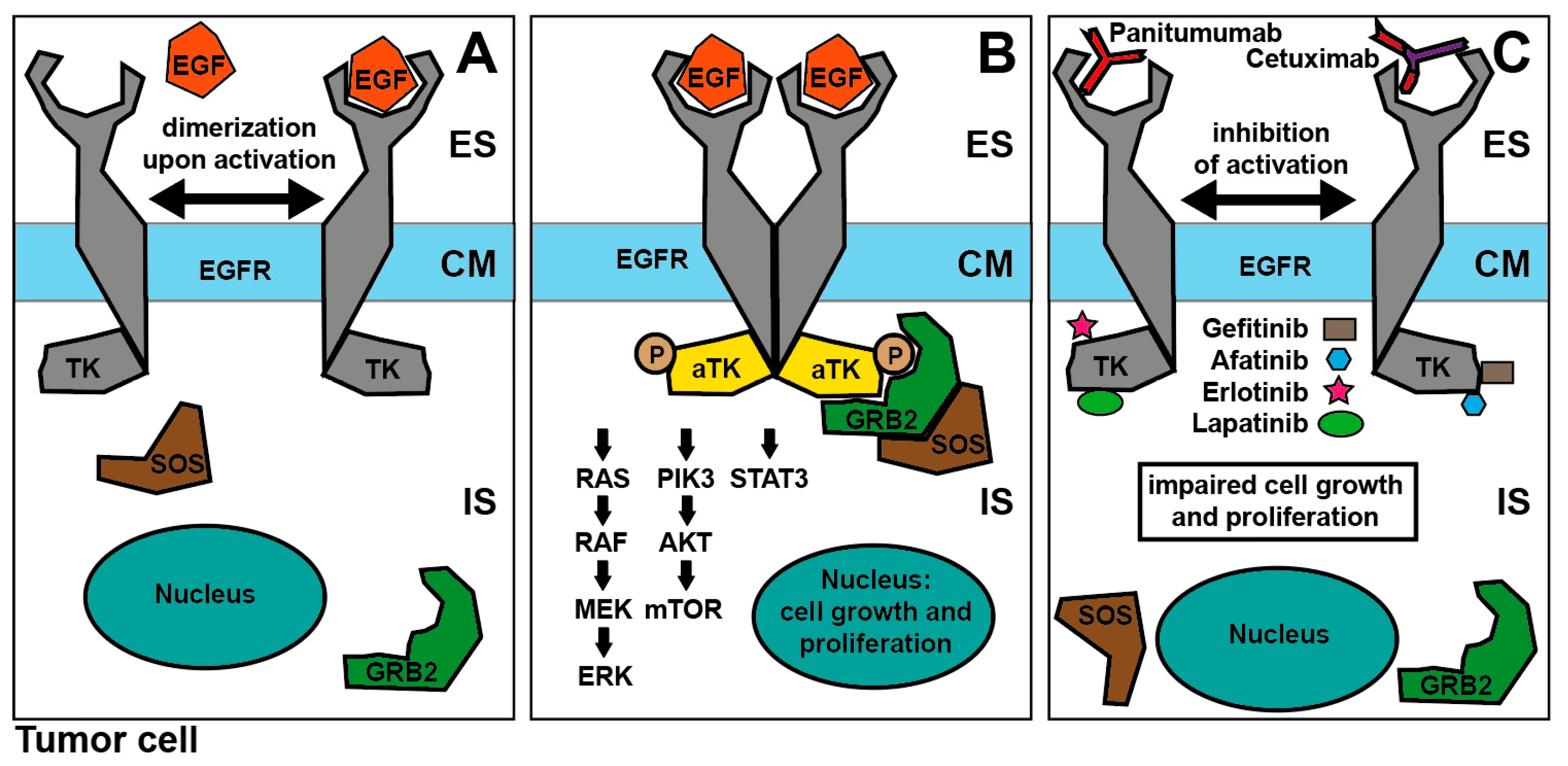 Cancers 11 00472 g003 550