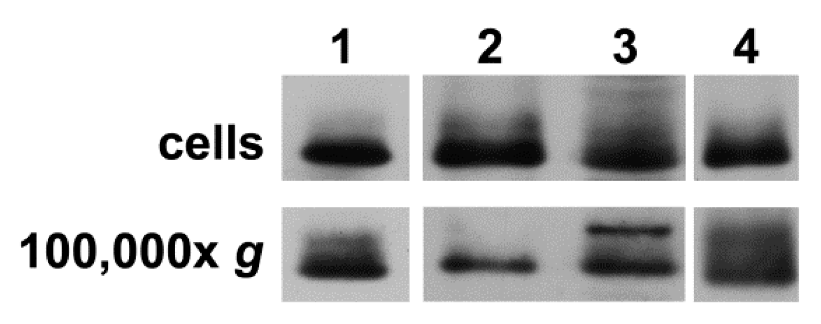 Cancers 11 00476 g003