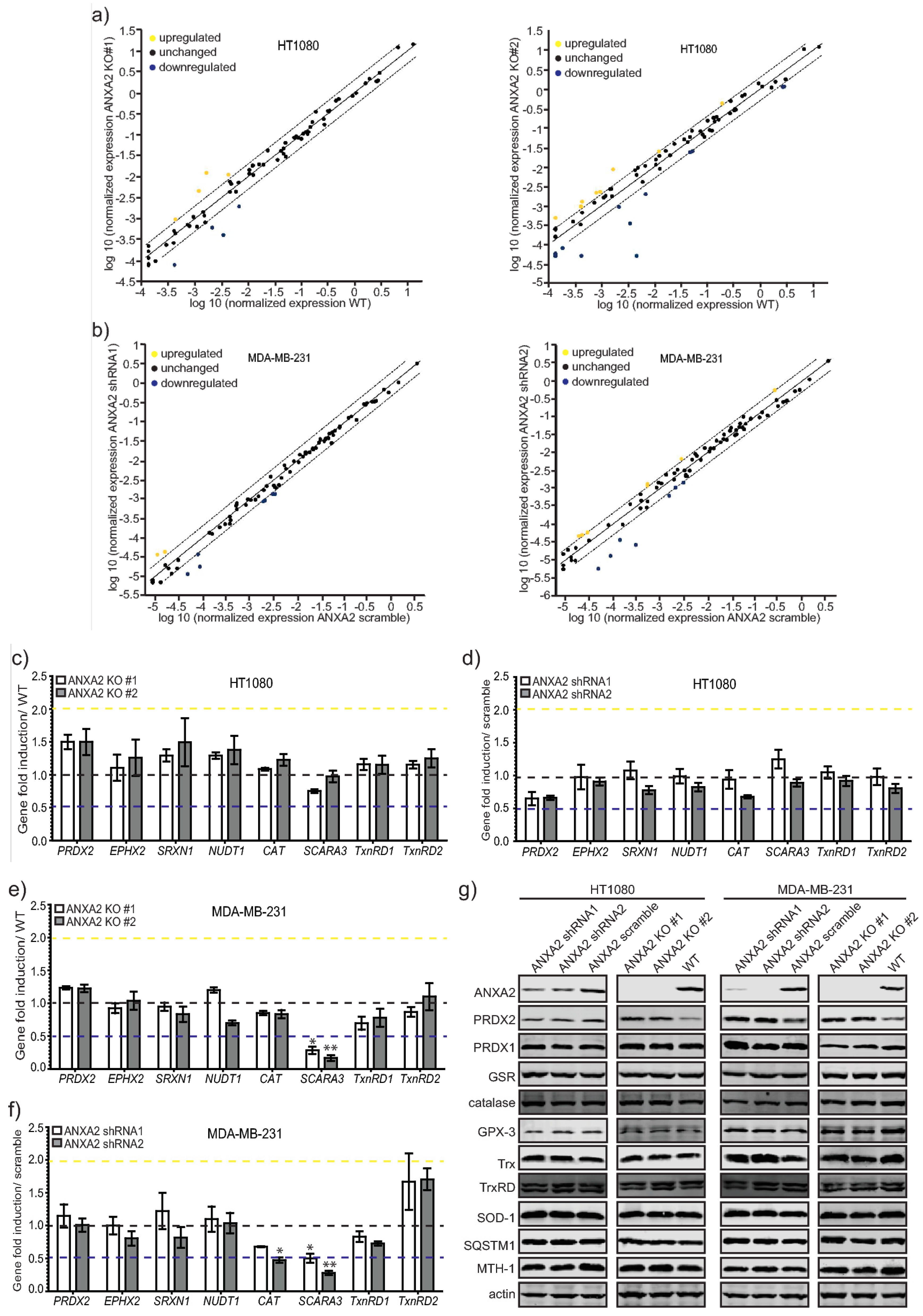 Cancers 11 00492 g005
