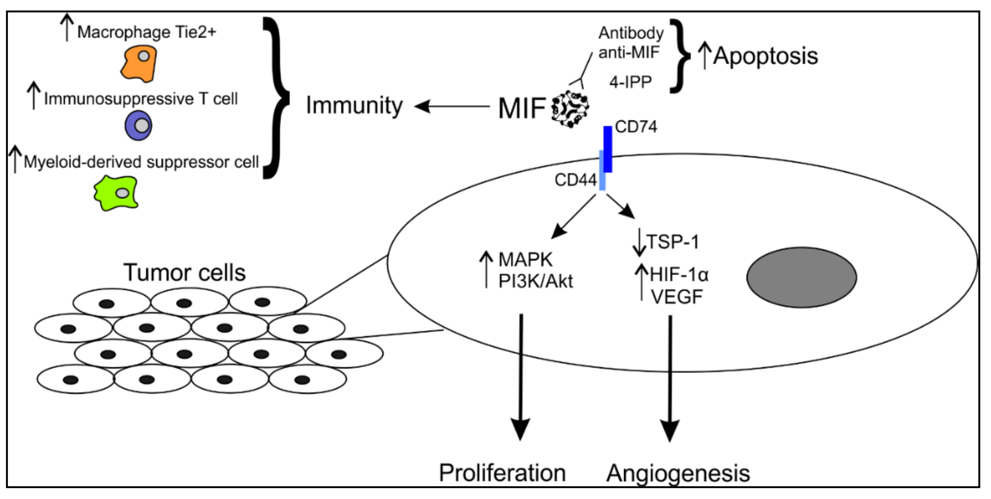 Cancers 11 00529 g001 Cancers 11 00529 g001