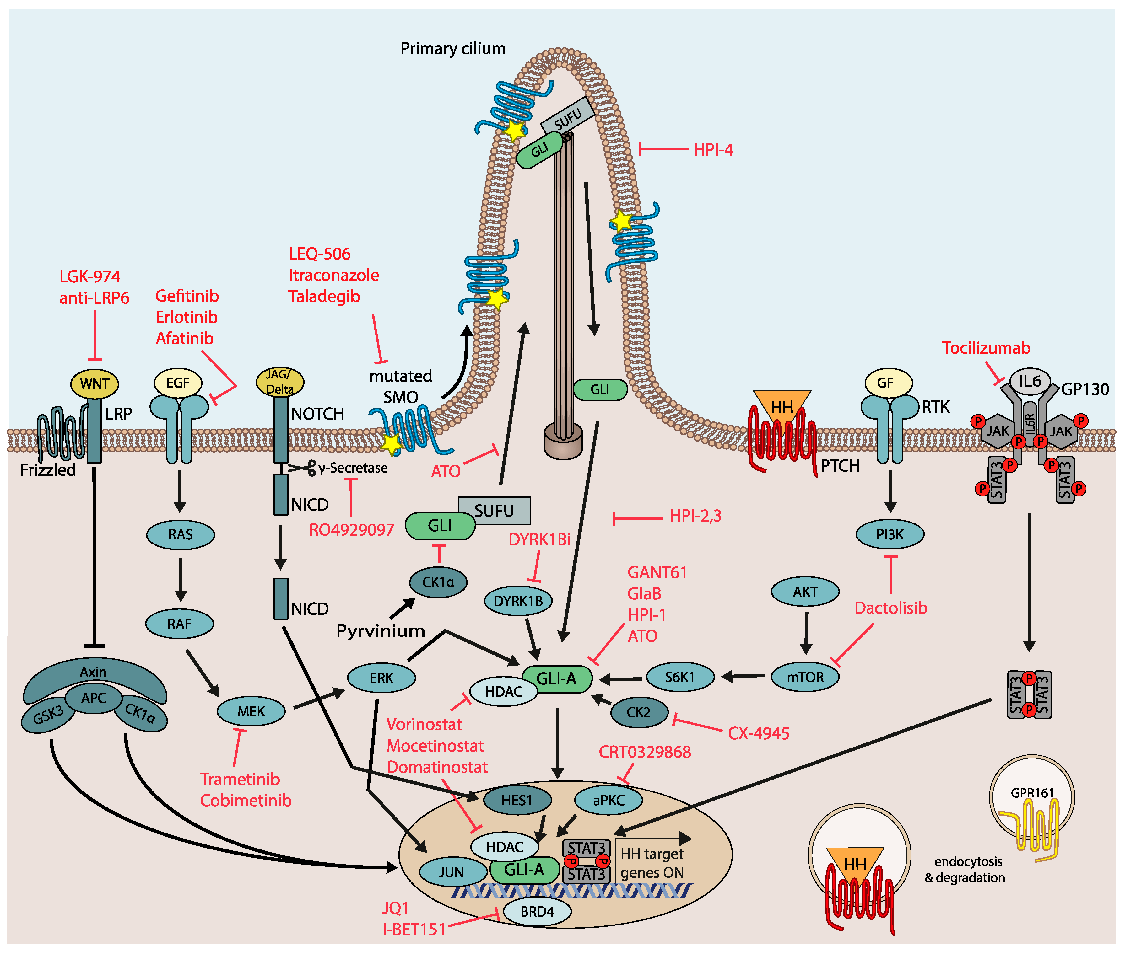 Cancers 11 00538 g003