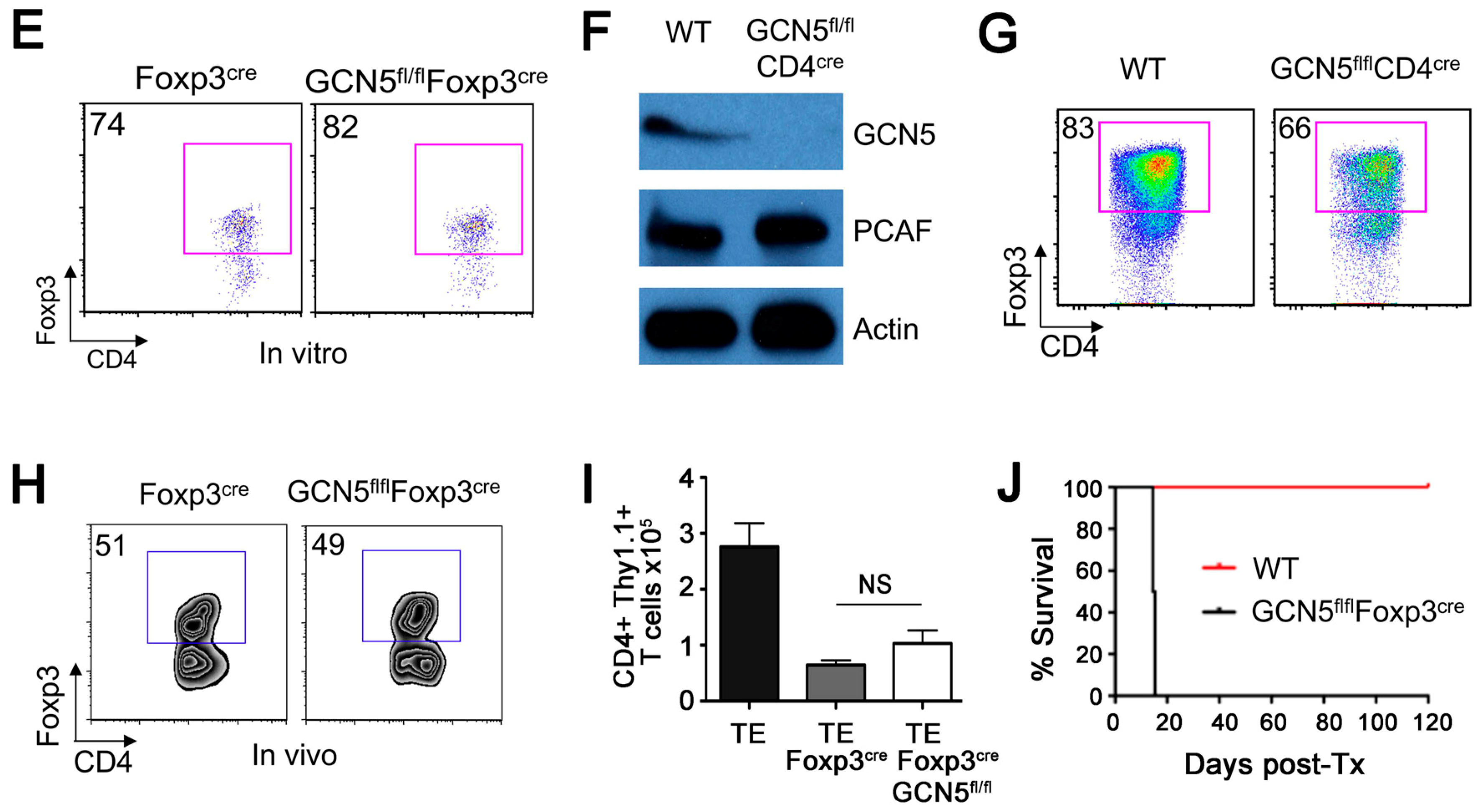 Cancers 11 00554 g001b Cancers 11 00554 g001b