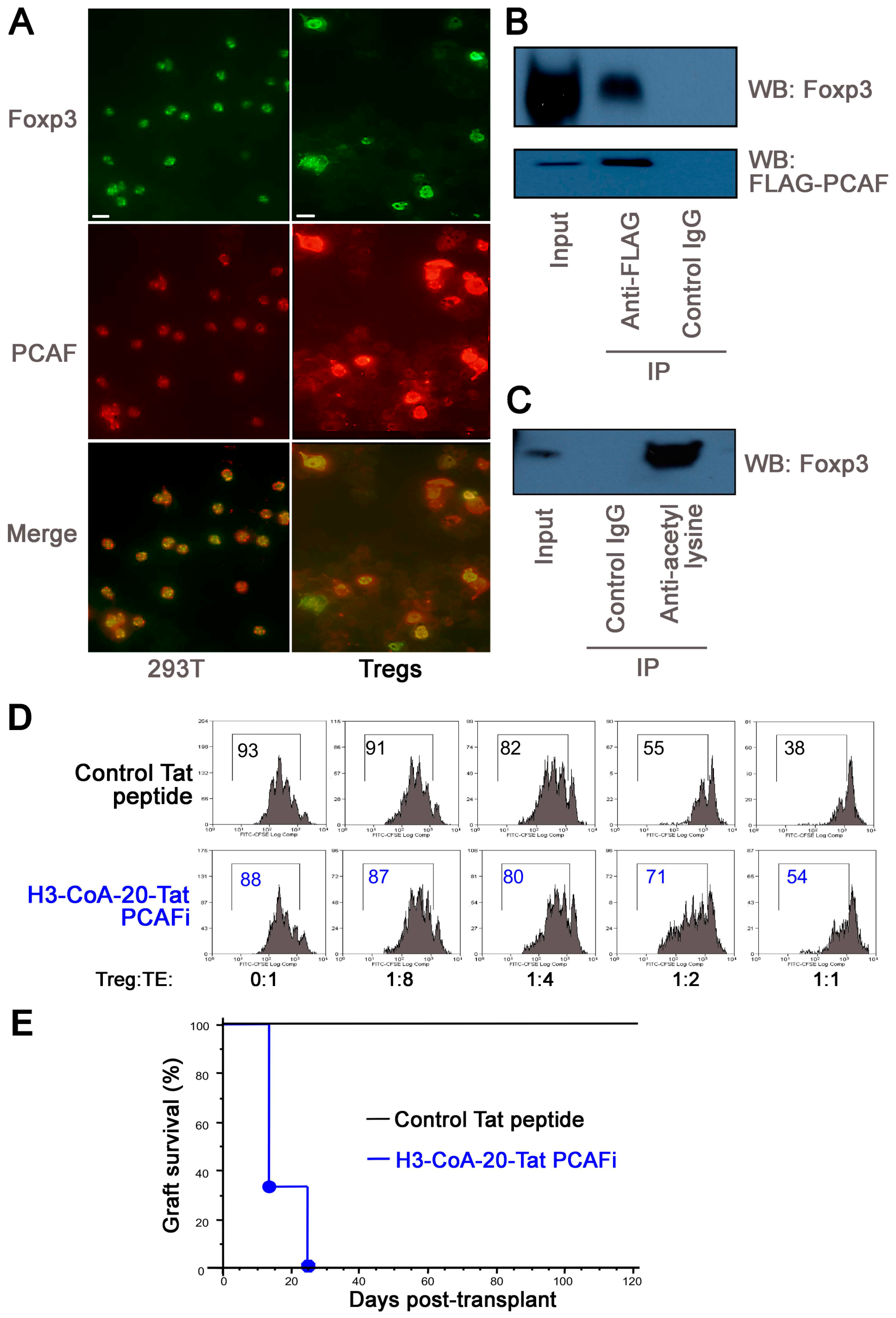 Cancers 11 00554 g004 Cancers 11 00554 g004