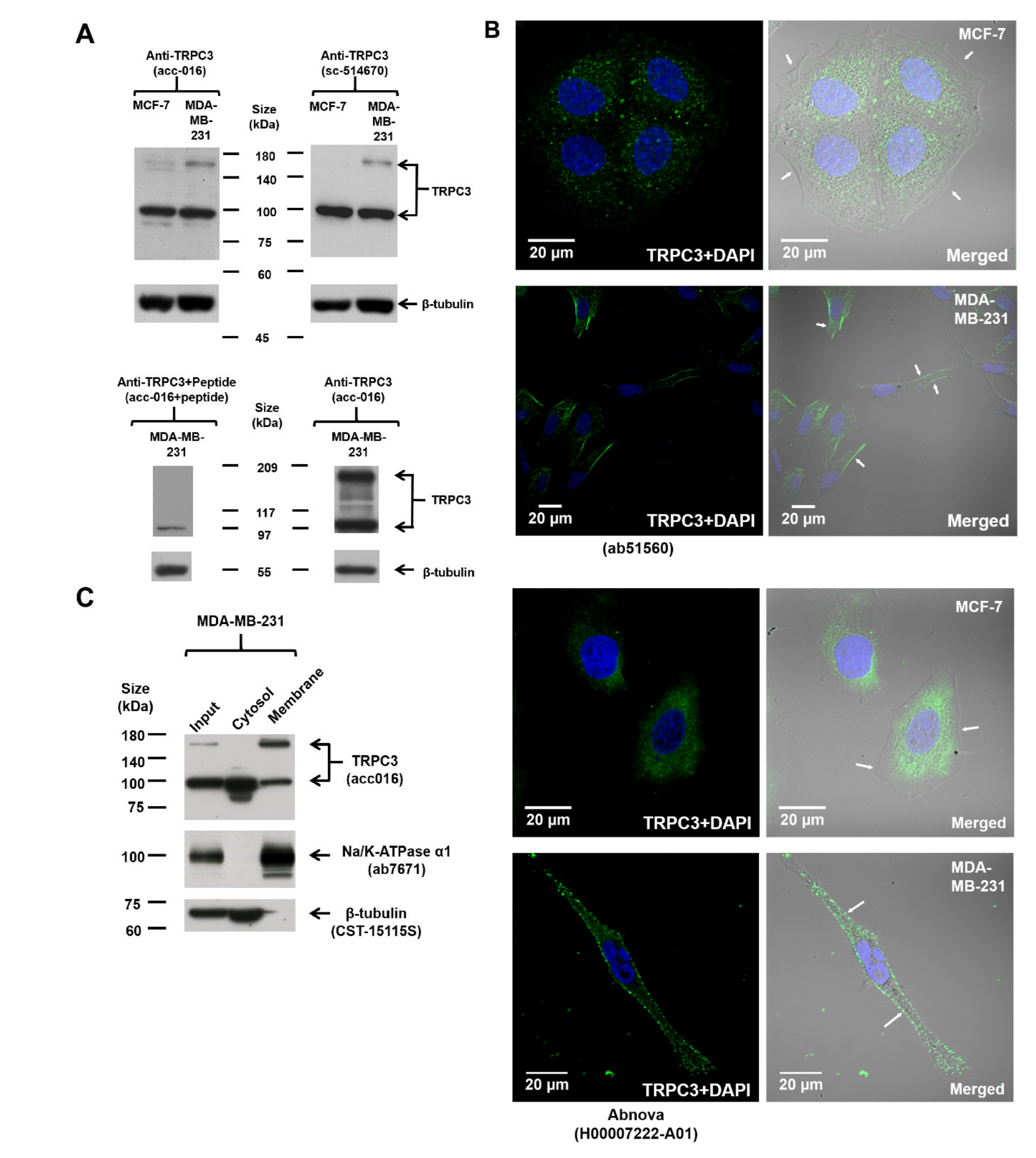 Cancers 11 00558 g001 550