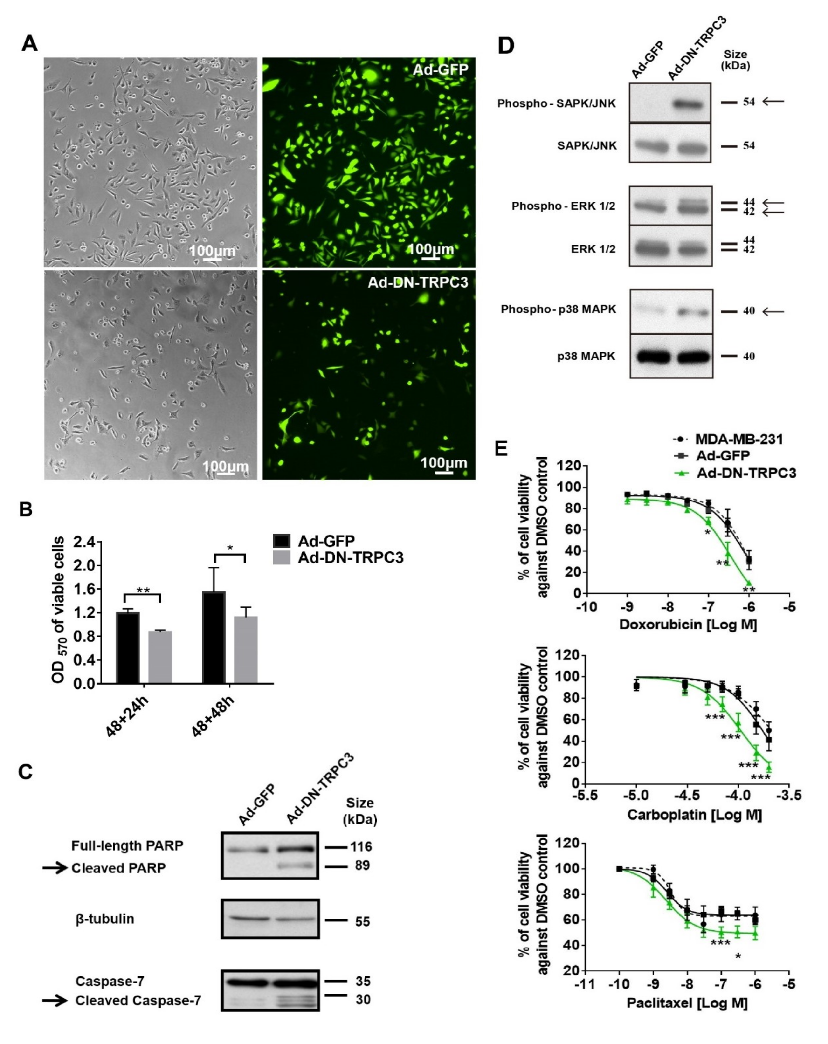 Cancers 11 00558 g003 550