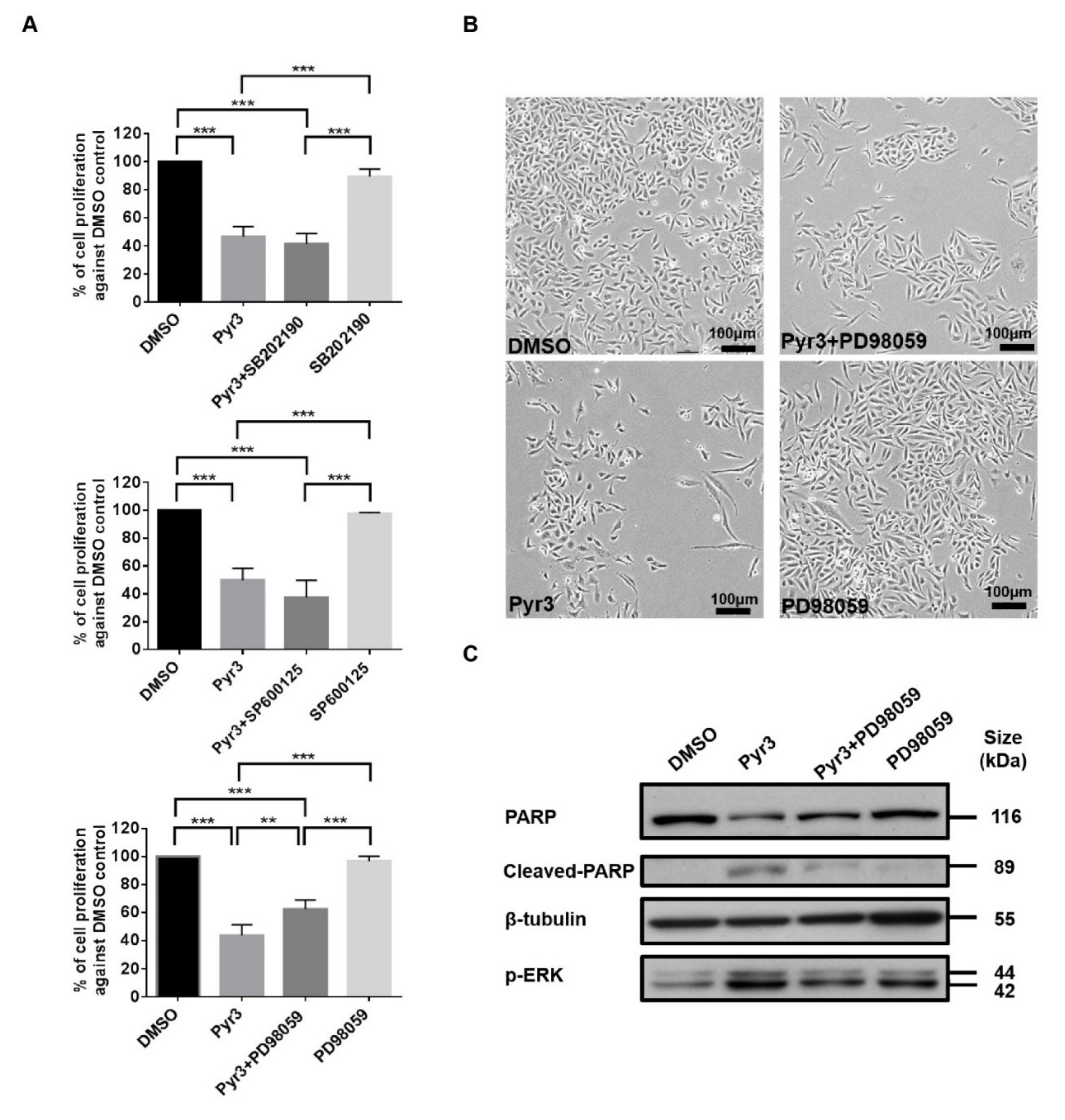 Cancers 11 00558 g004 550