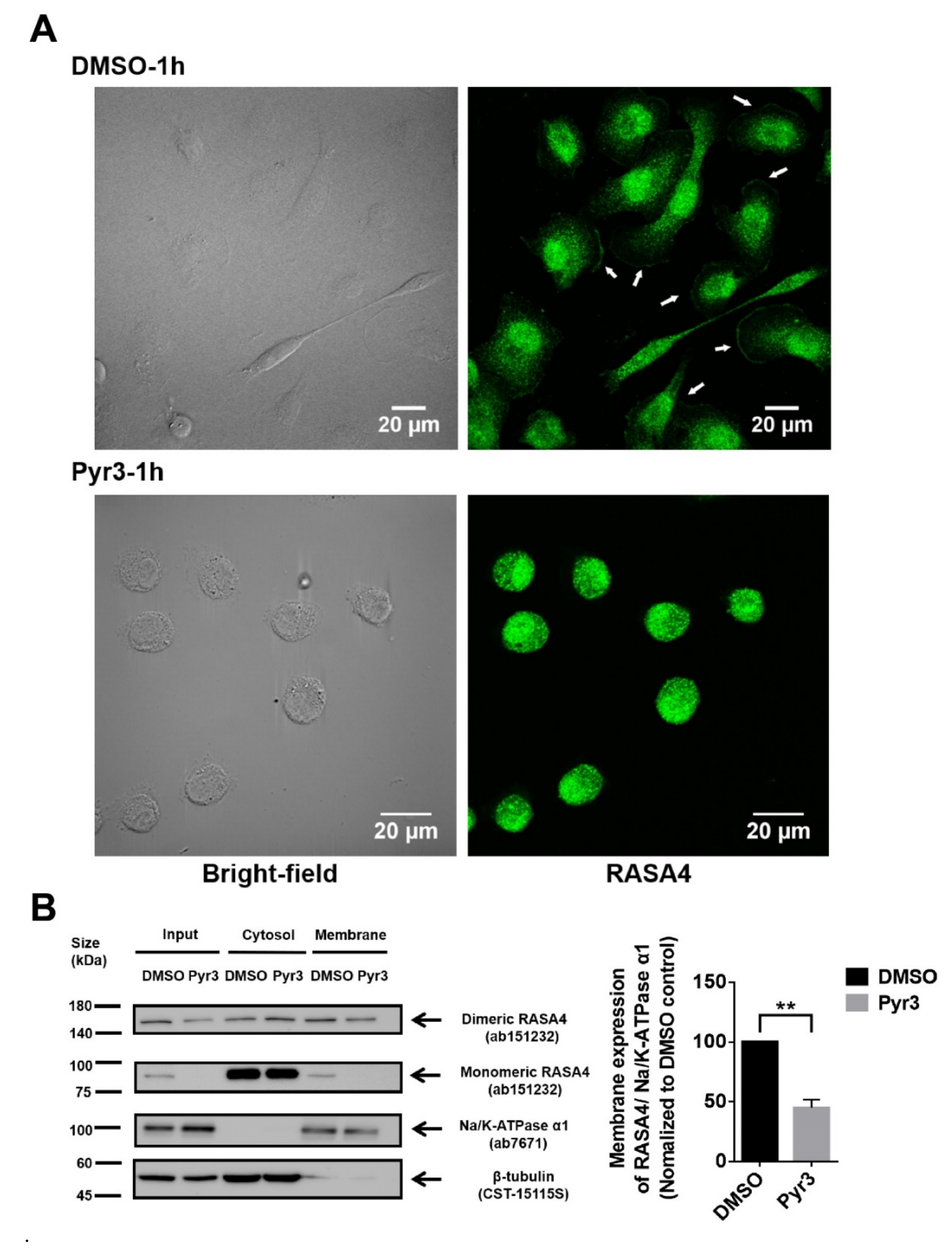 Cancers 11 00558 g005 550