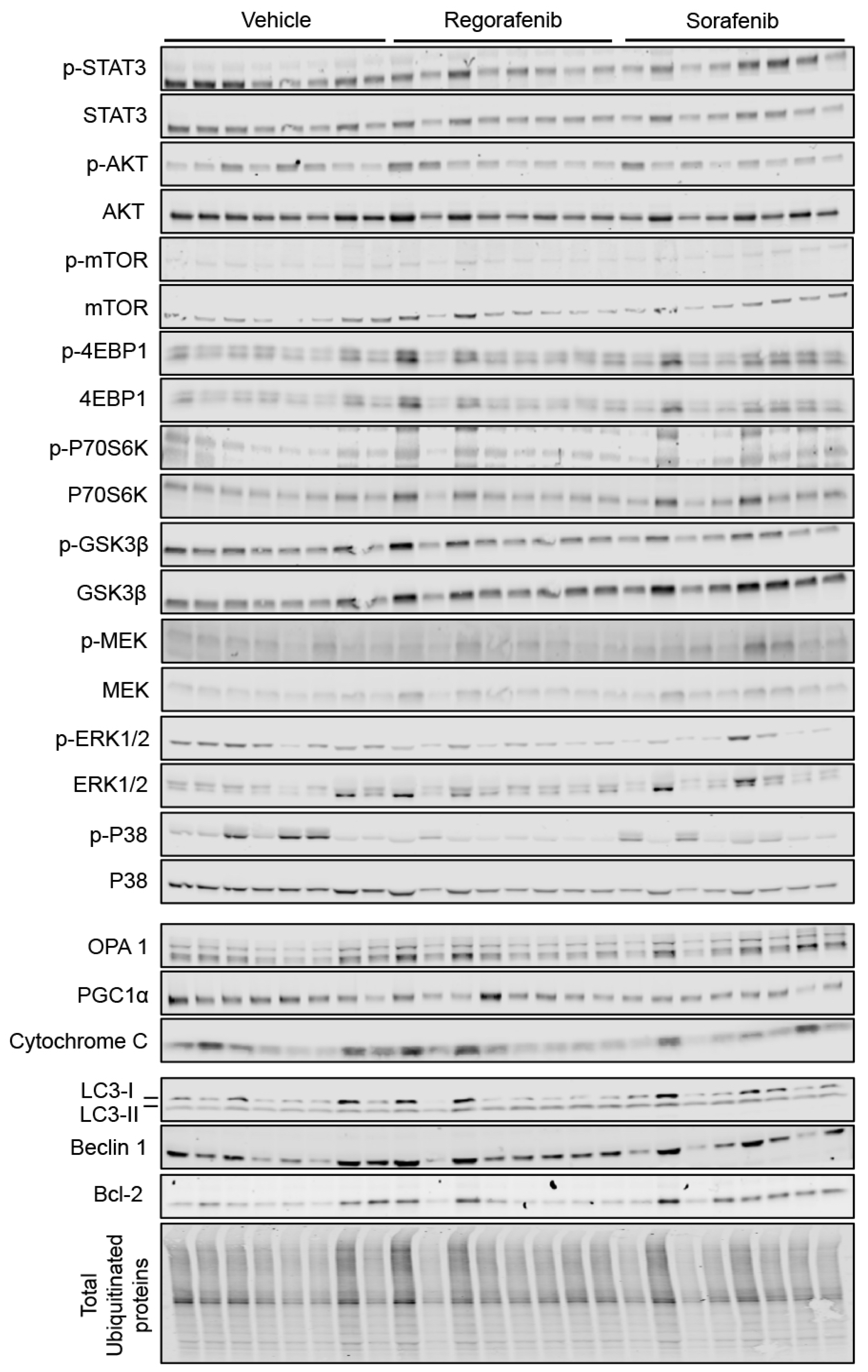 Cancers 11 00571 g004a