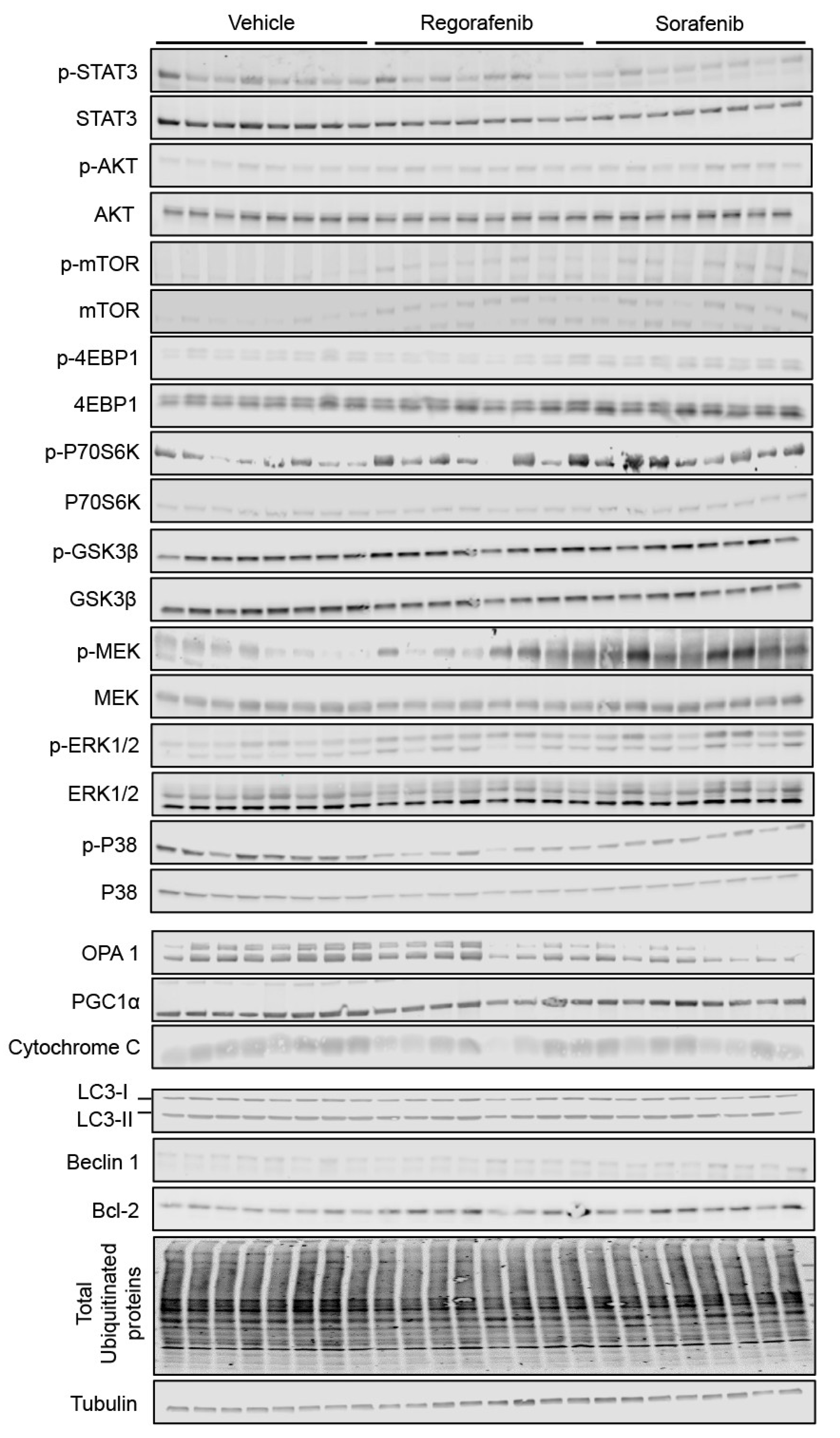 Cancers 11 00571 g006a