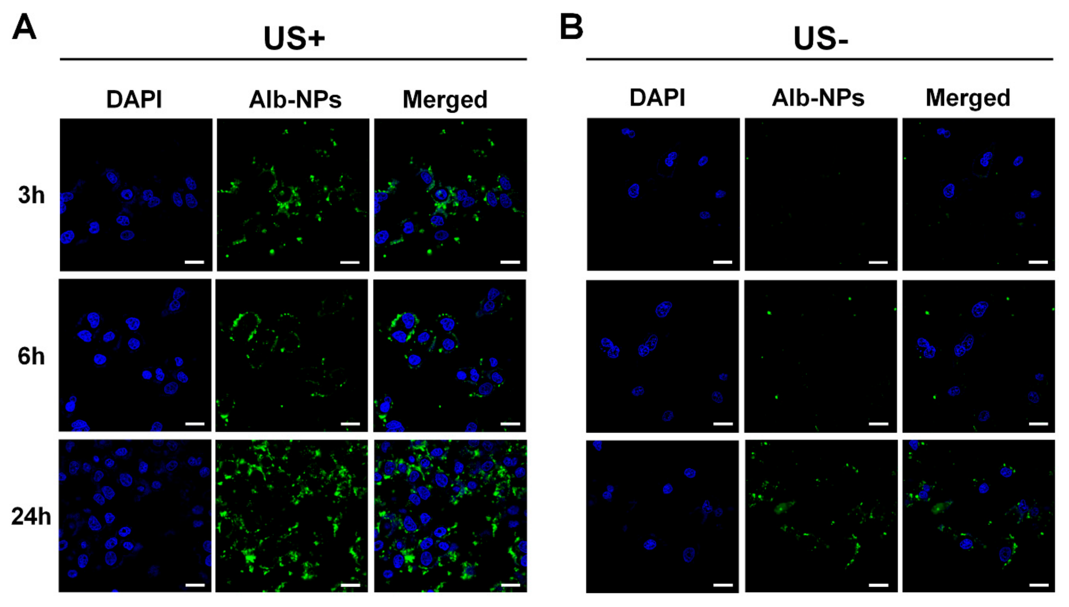 Cancers 11 00581 g004