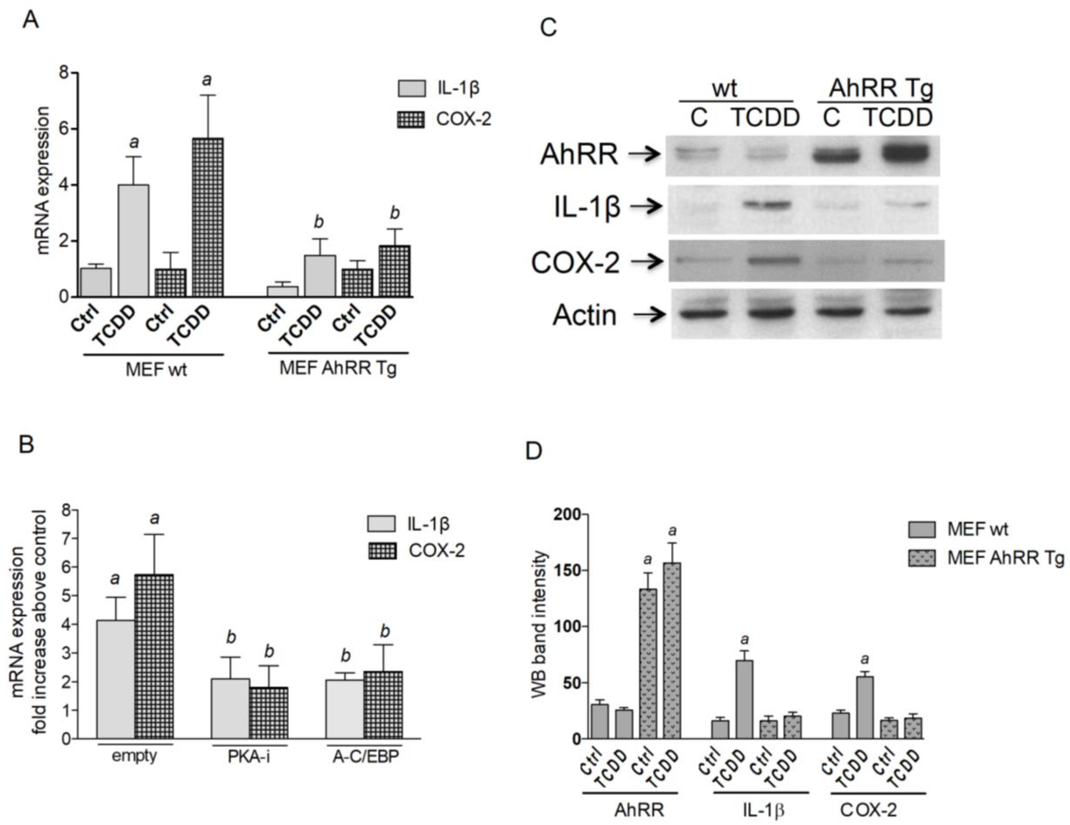 Cancers 11 00589 g003