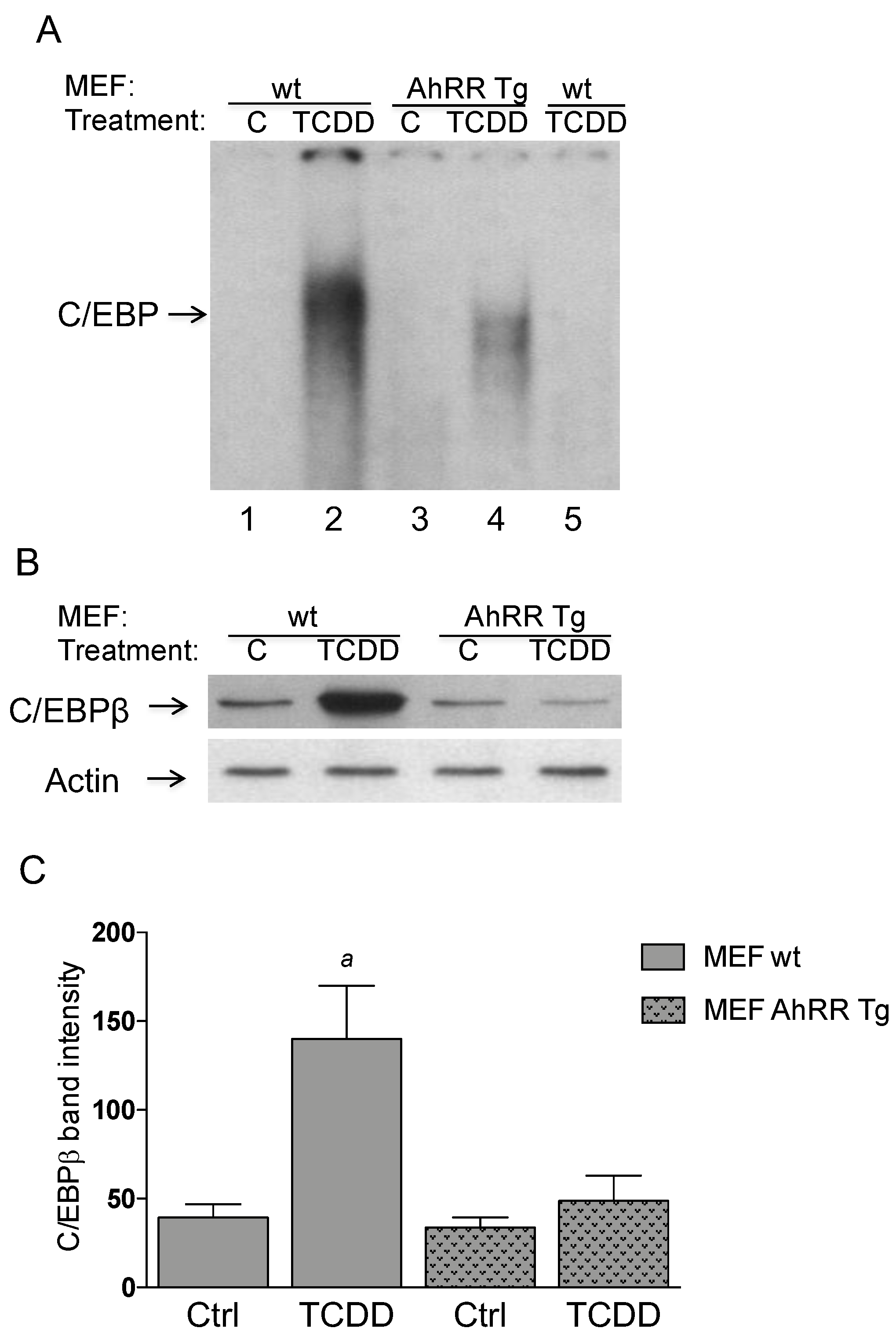 Cancers 11 00589 g004