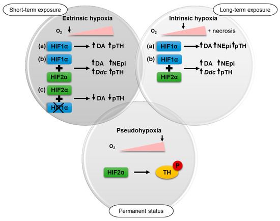 PDF) Hypoxia / Pseudohypoxia-mediated Activation of HIF1A in Cancer