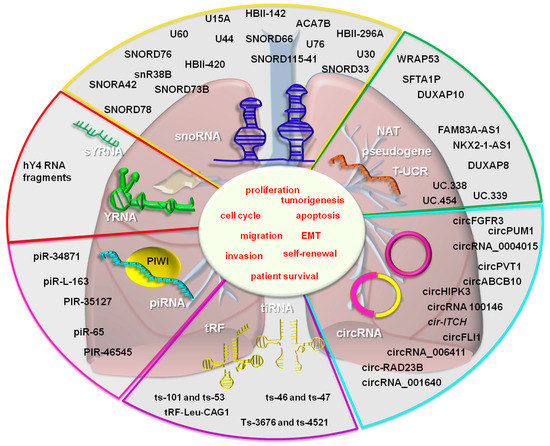 The Function of Non-Coding RNAs in Lung Cancer Tumorigenesis