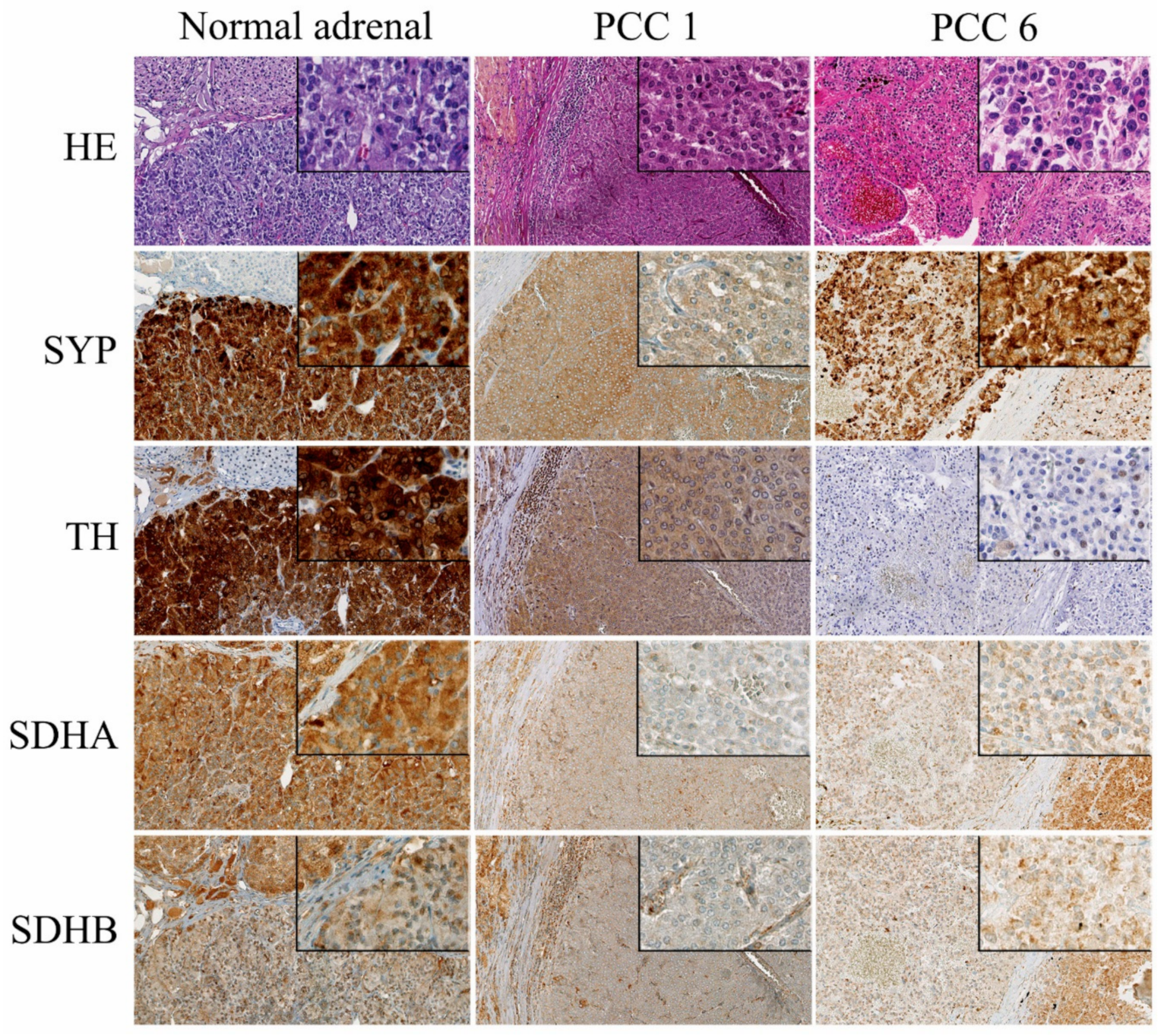 Cancers 11 00607 g002 550
