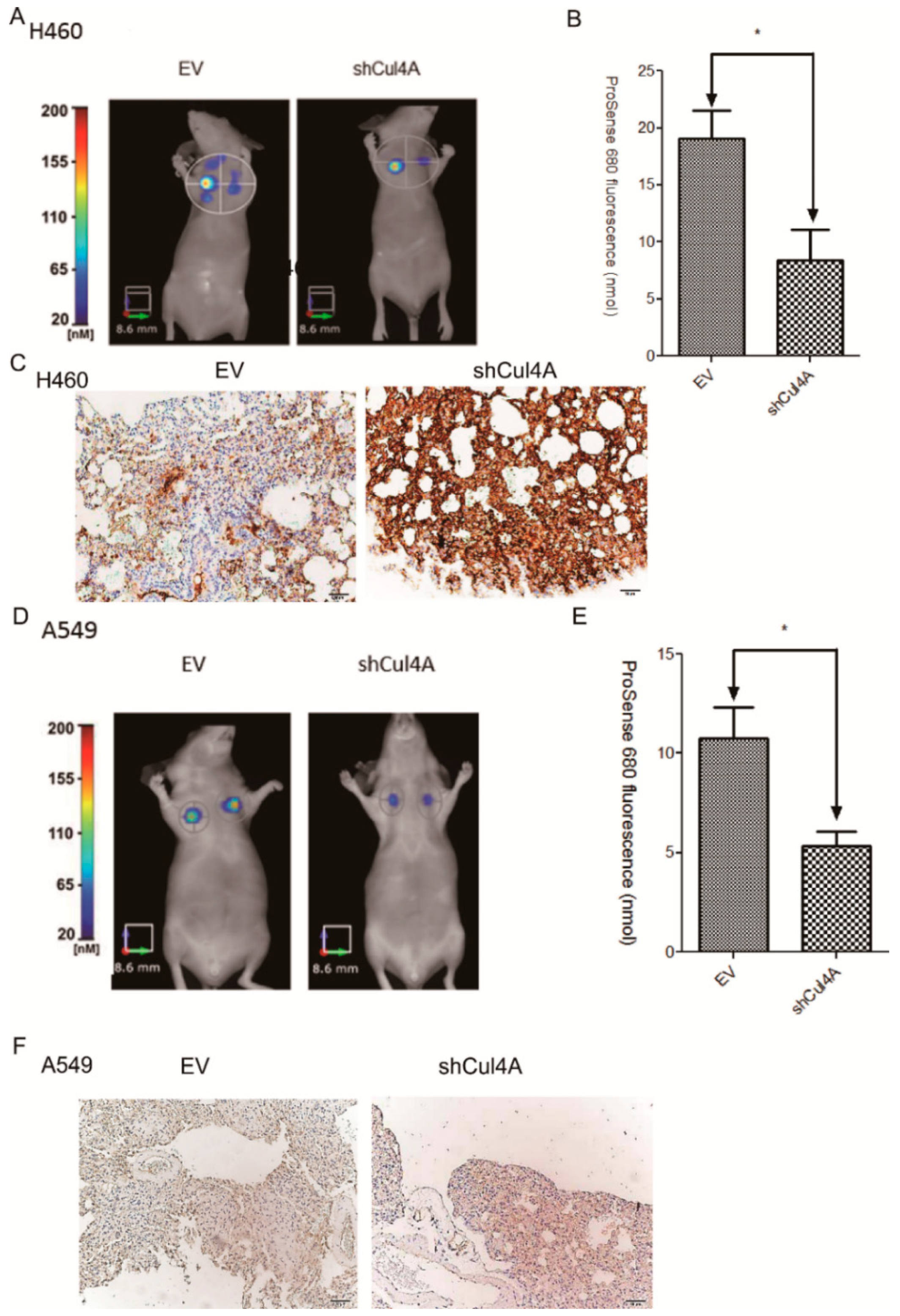 Cancers 11 00618 g005 Cancers 11 00618 g005