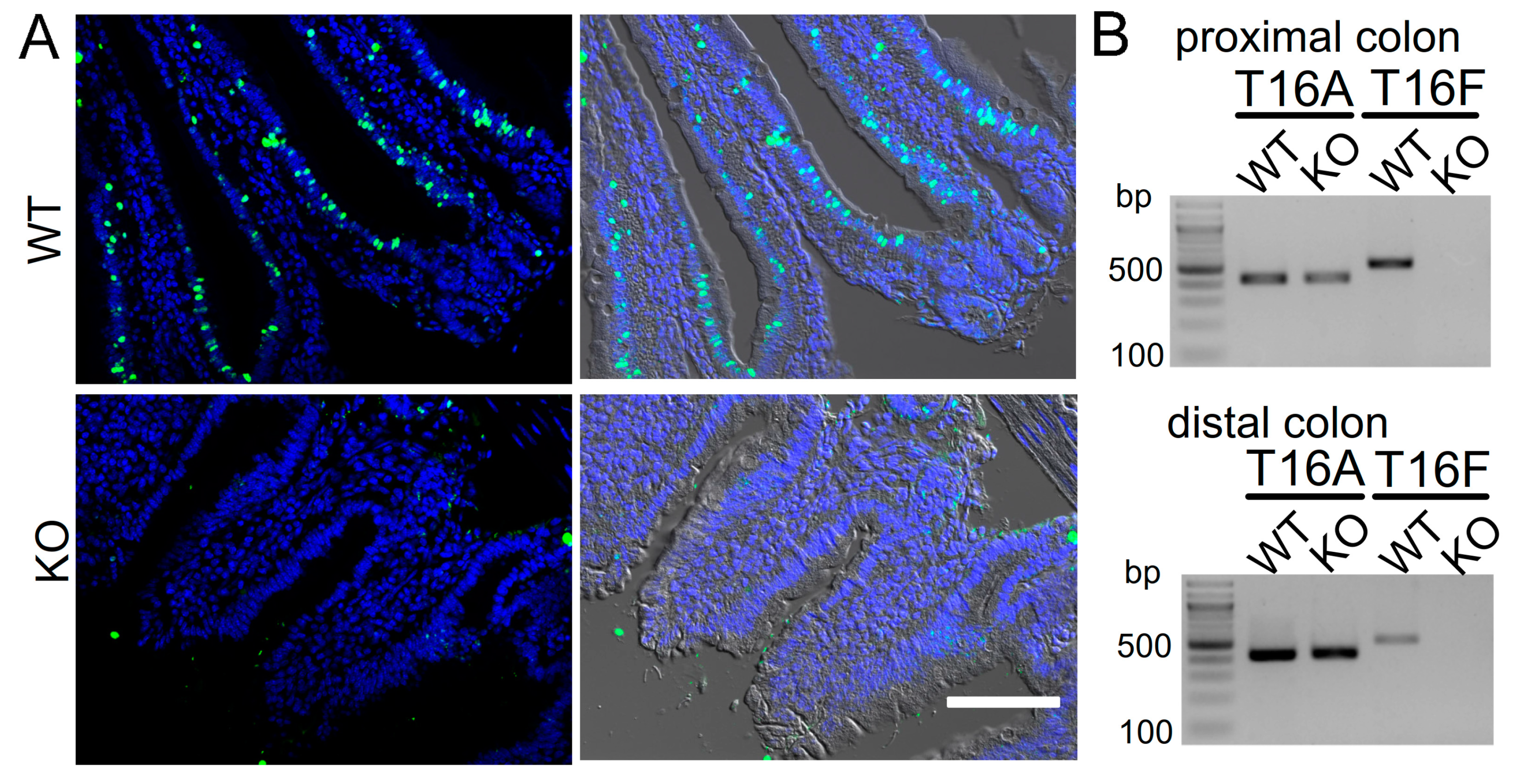 Cancers 11 00625 g001a Cancers 11 00625 g001a