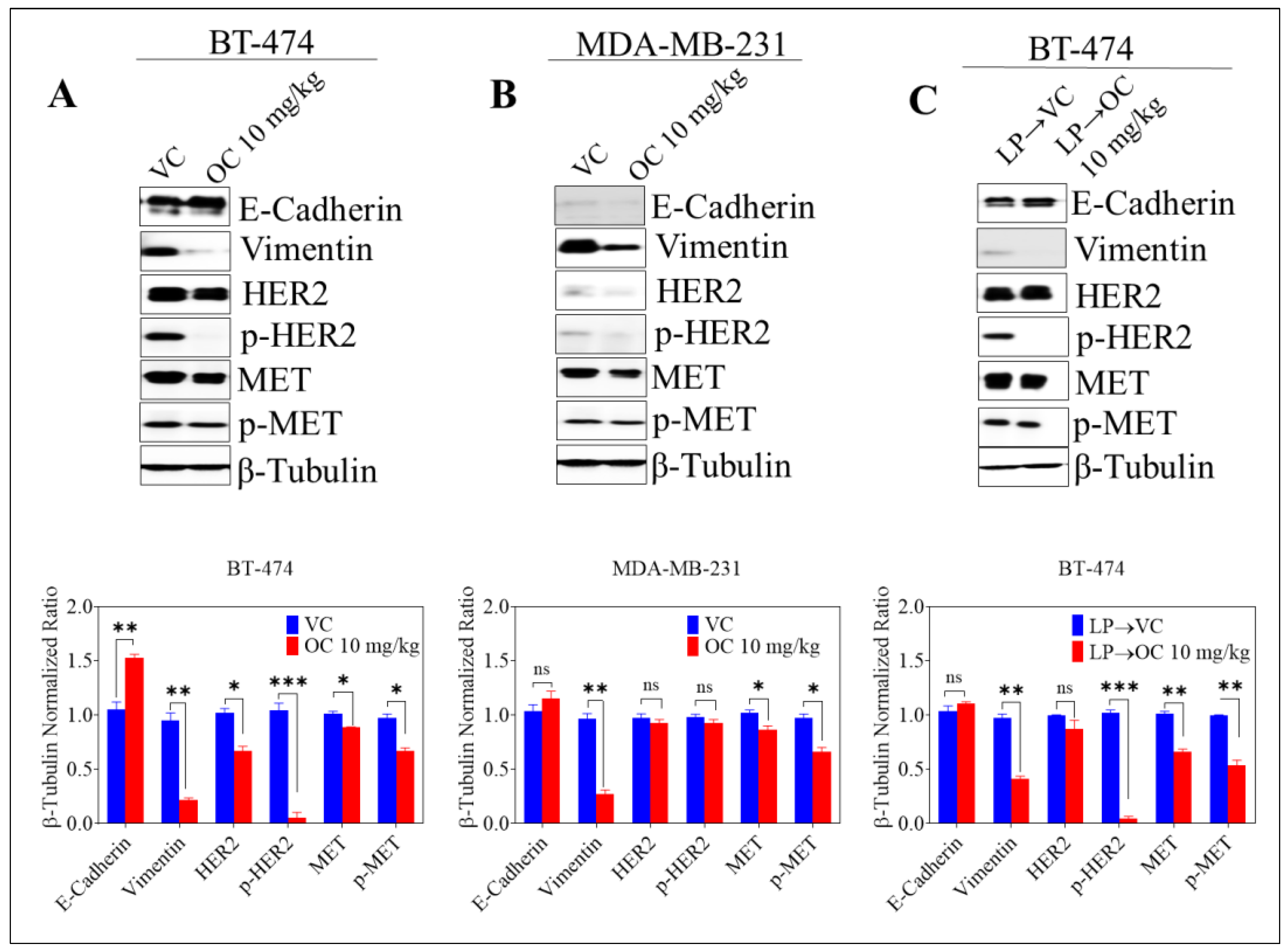 Cancers 11 00637 g004 Cancers 11 00637 g004