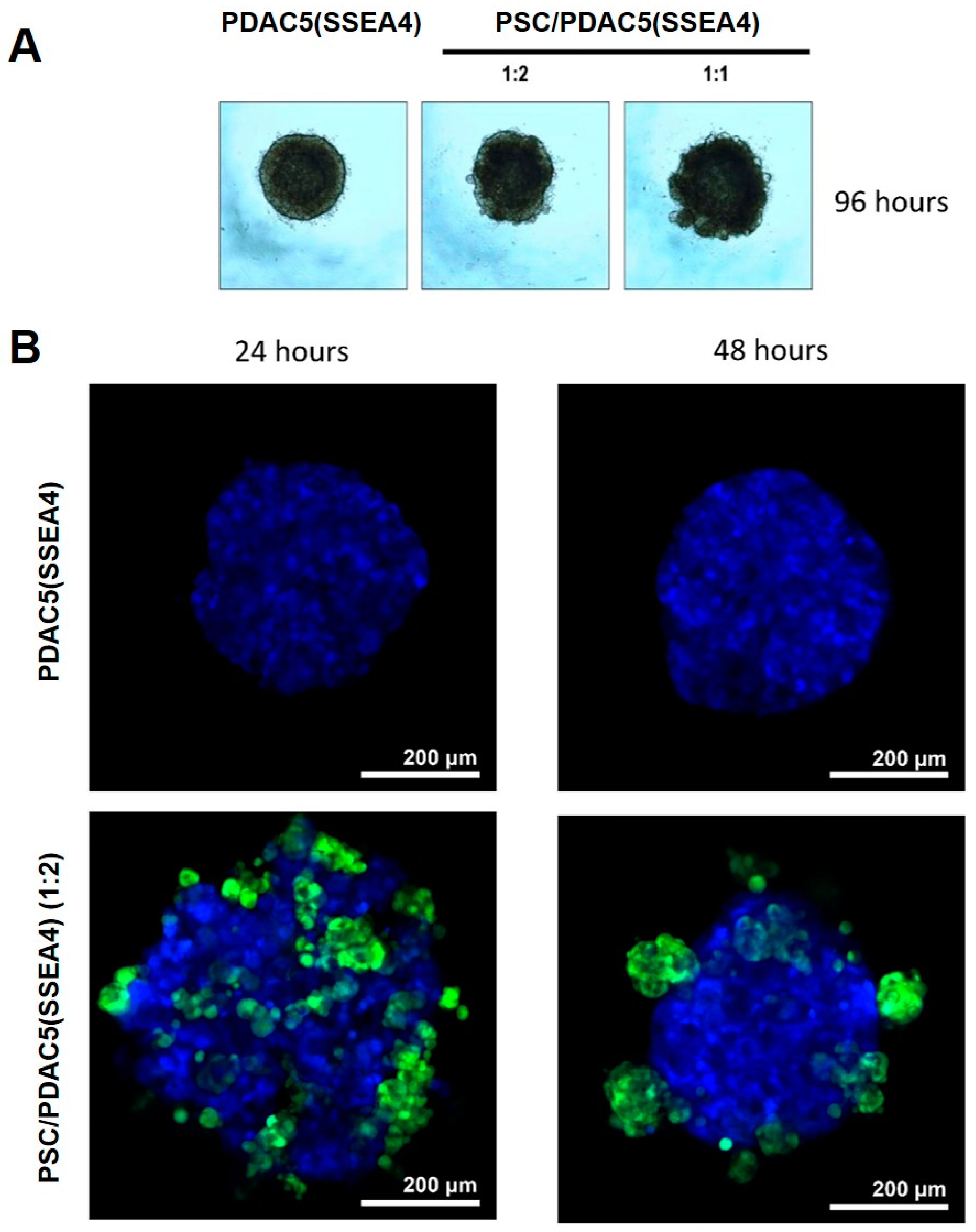 Cancers 11 00638 g004