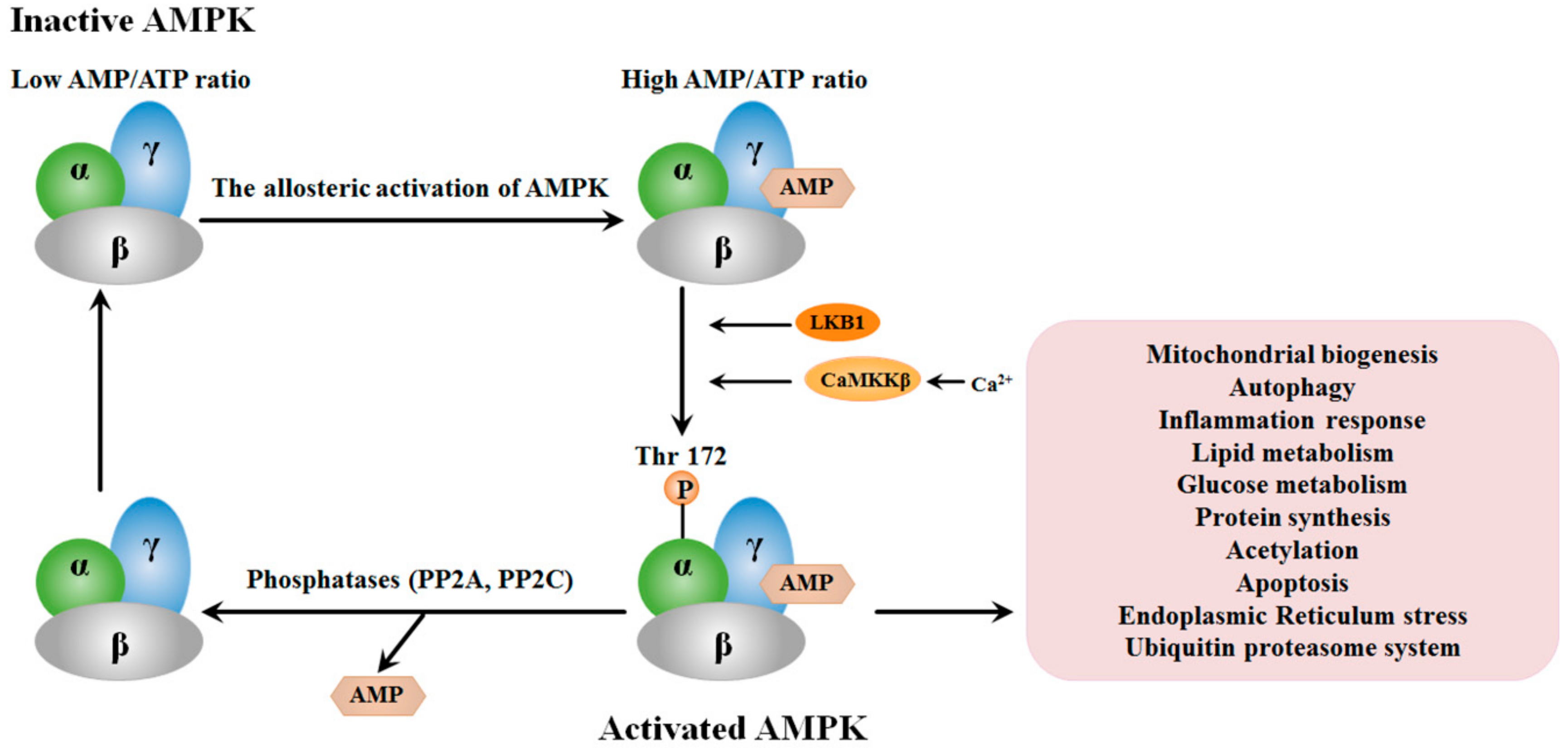 【メーカー直売】 Kinase Protein AMP-Activated of Role The as Potential a ブースター・導入液