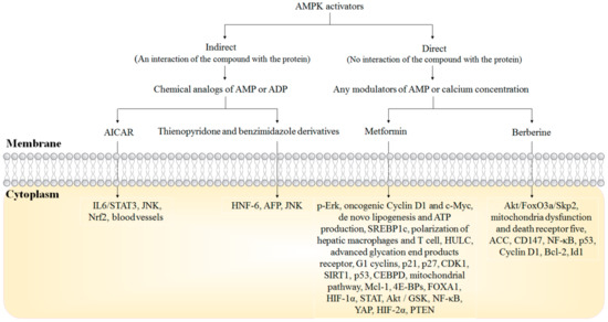The Role of AMP-Activated Protein Kinase as a Potential The Role of AMP-Activated Protein Kinase as a Potential