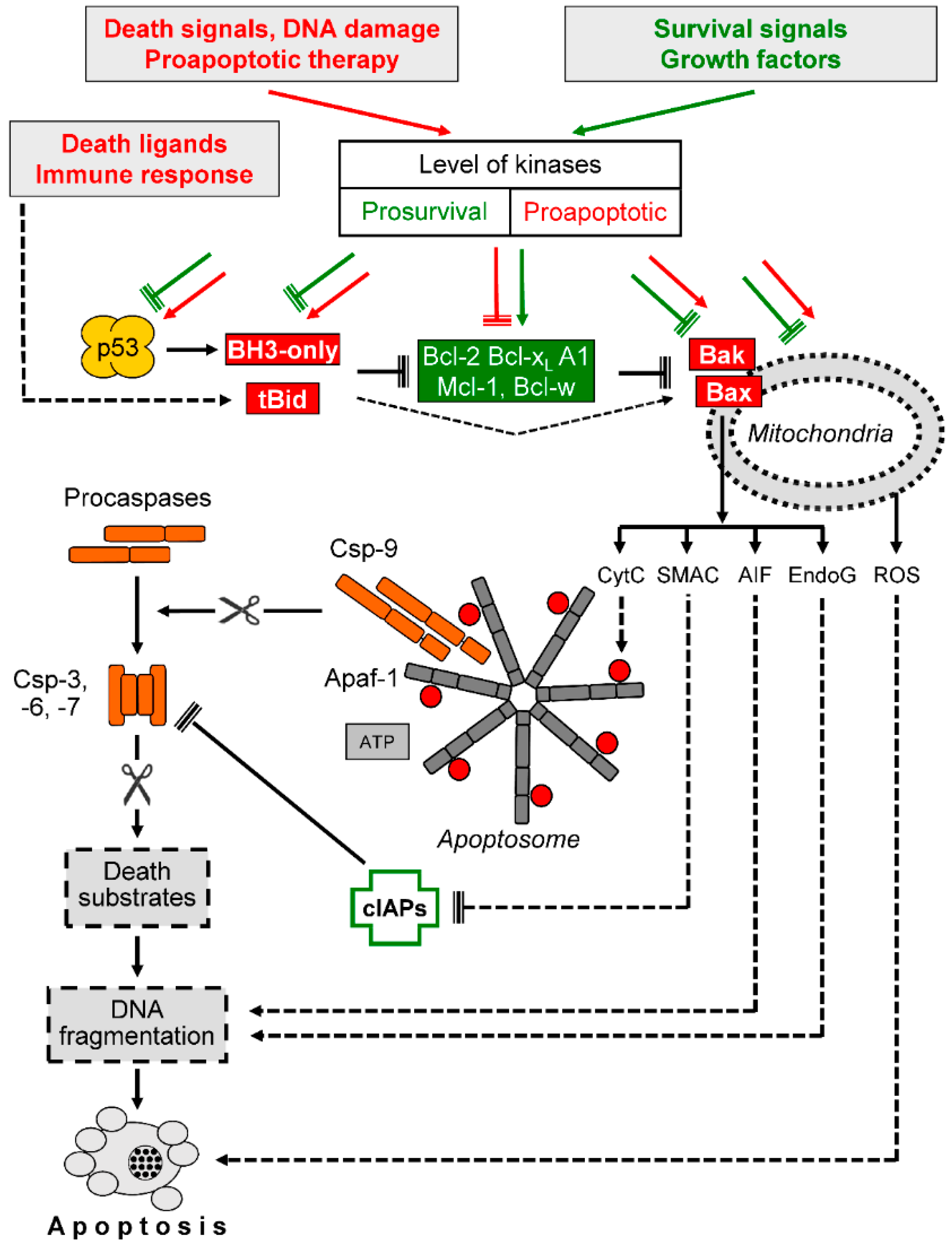 Cancers 11 00656 g003 Cancers 11 00656 g003